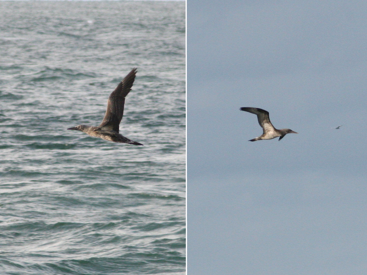 fou_de_bassan_-_morus_bassanus4bd