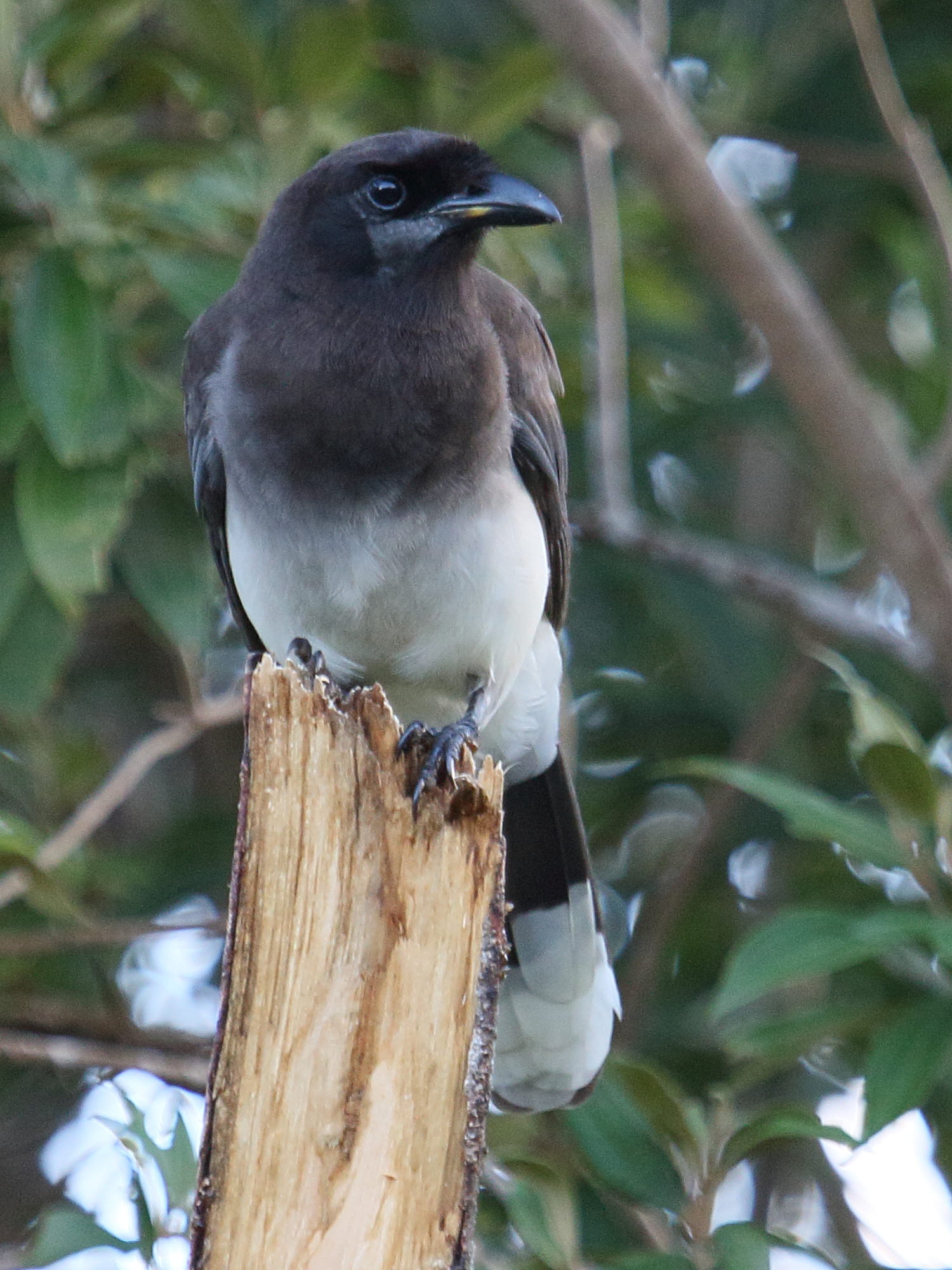 geai_enfume_-_psilorhinus_morio1bd