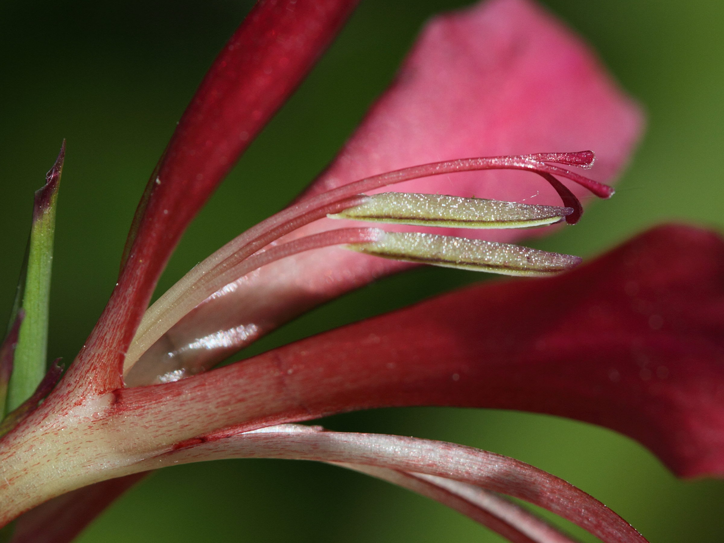 gladiolus_communis4bd