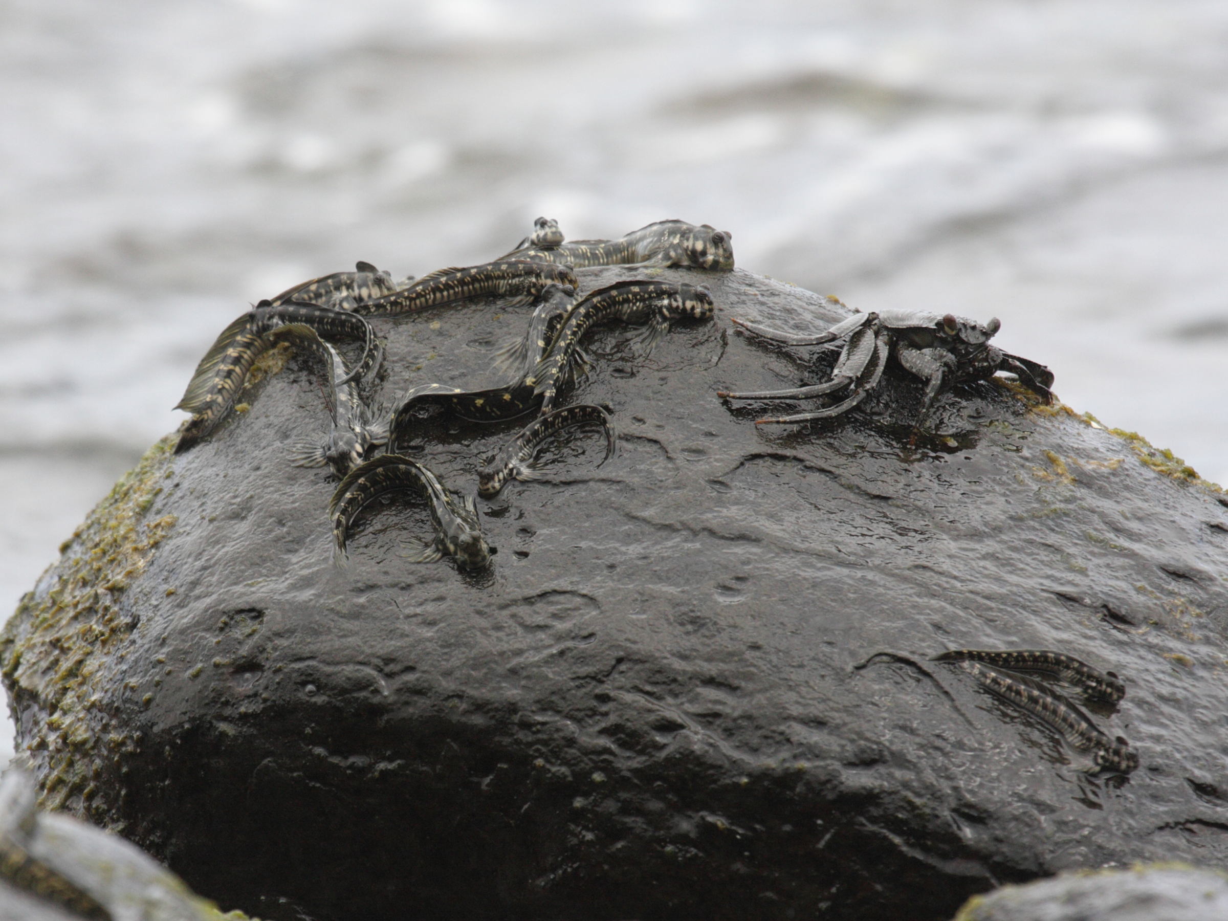 grapsus_tenuicrustatus1bd