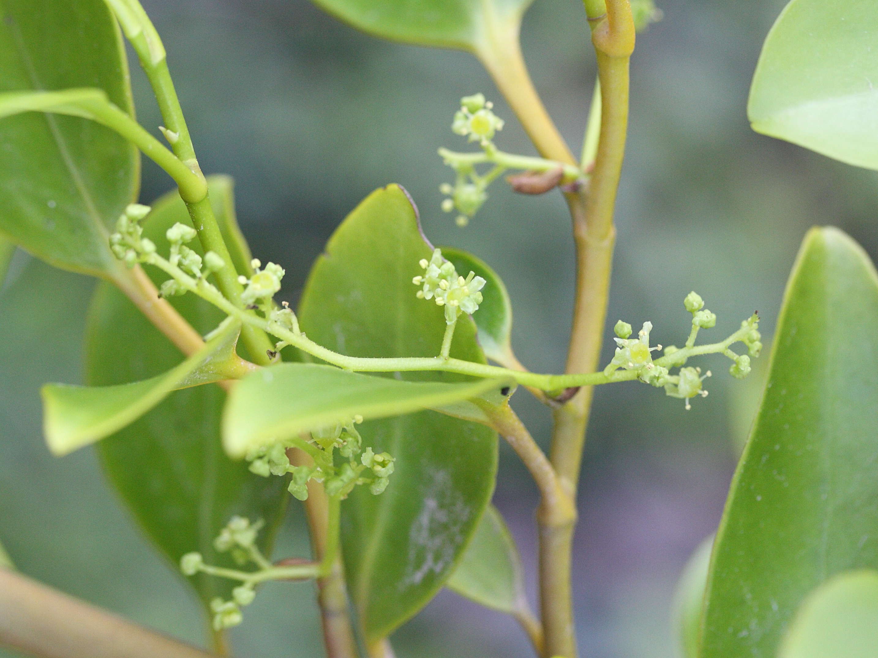 griselinia_littoralis1md