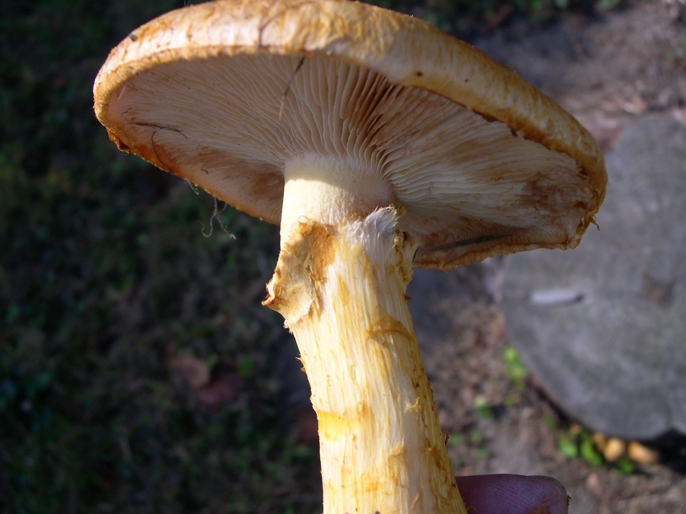 Afficher le média gymnopilus_spectabilis6md gymnopilus_spectabilis6md