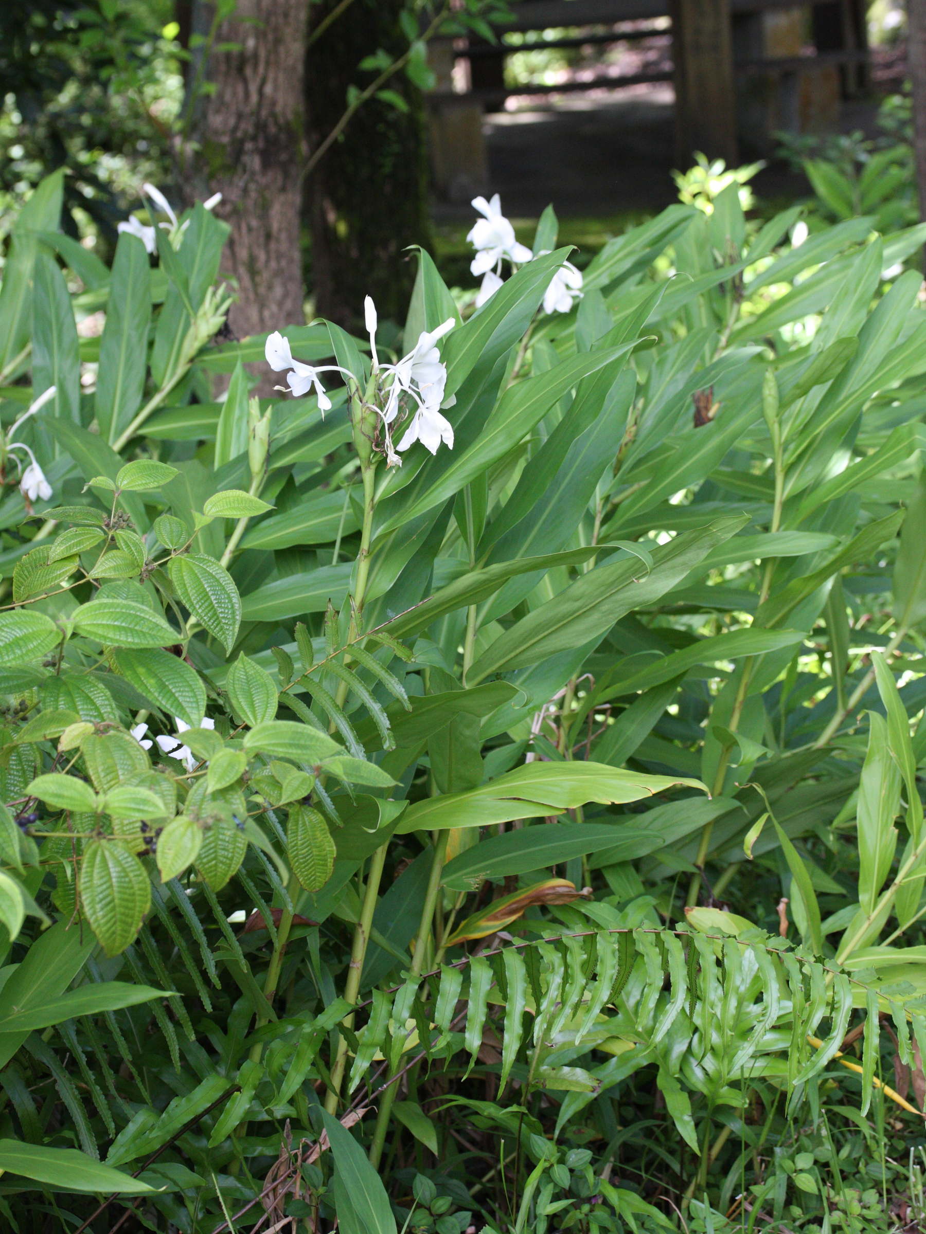 hedychium_coronarium1md