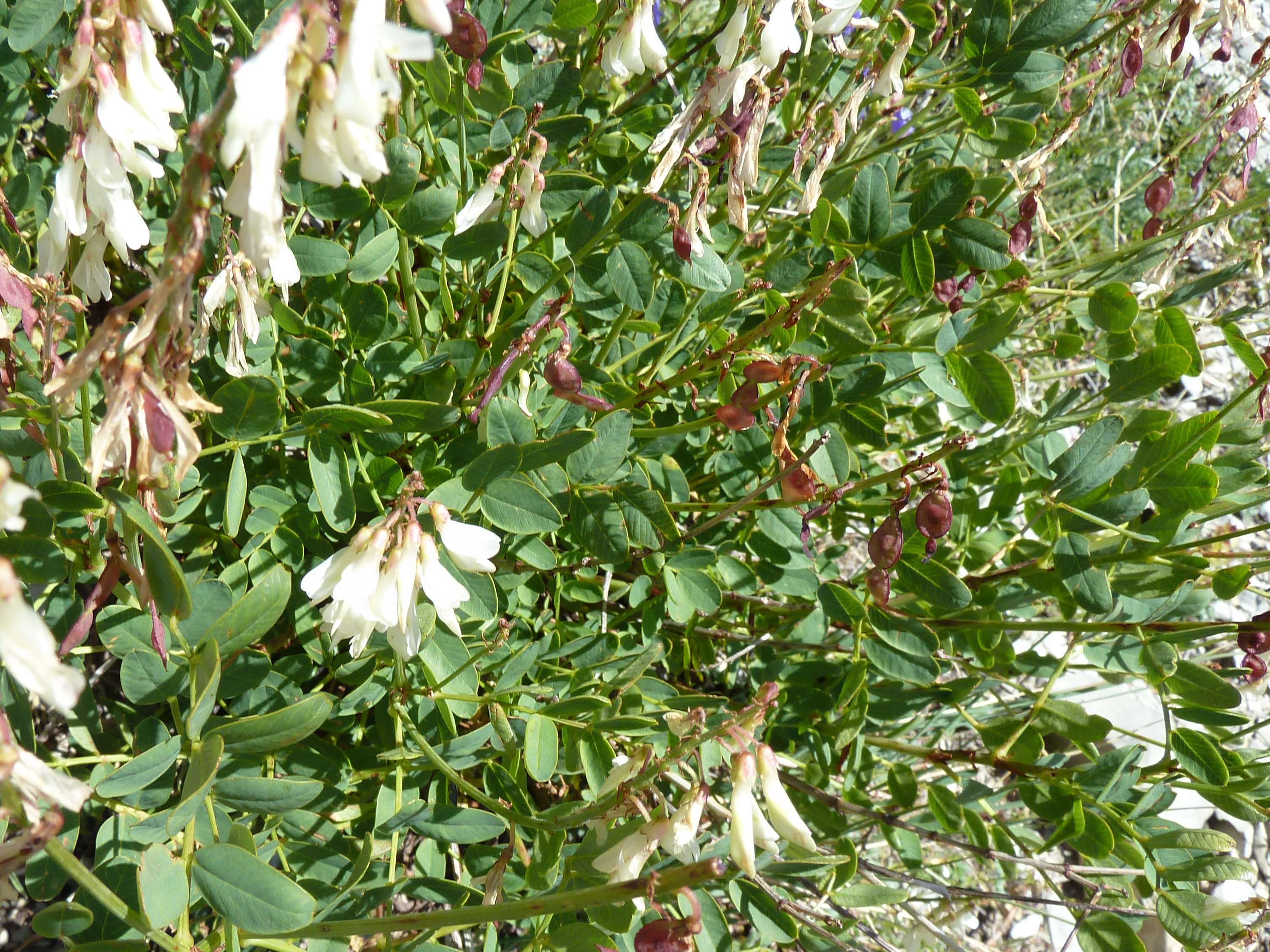 Afficher le média hedysarum_boutignyanum2gv hedysarum_boutignyanum2gv