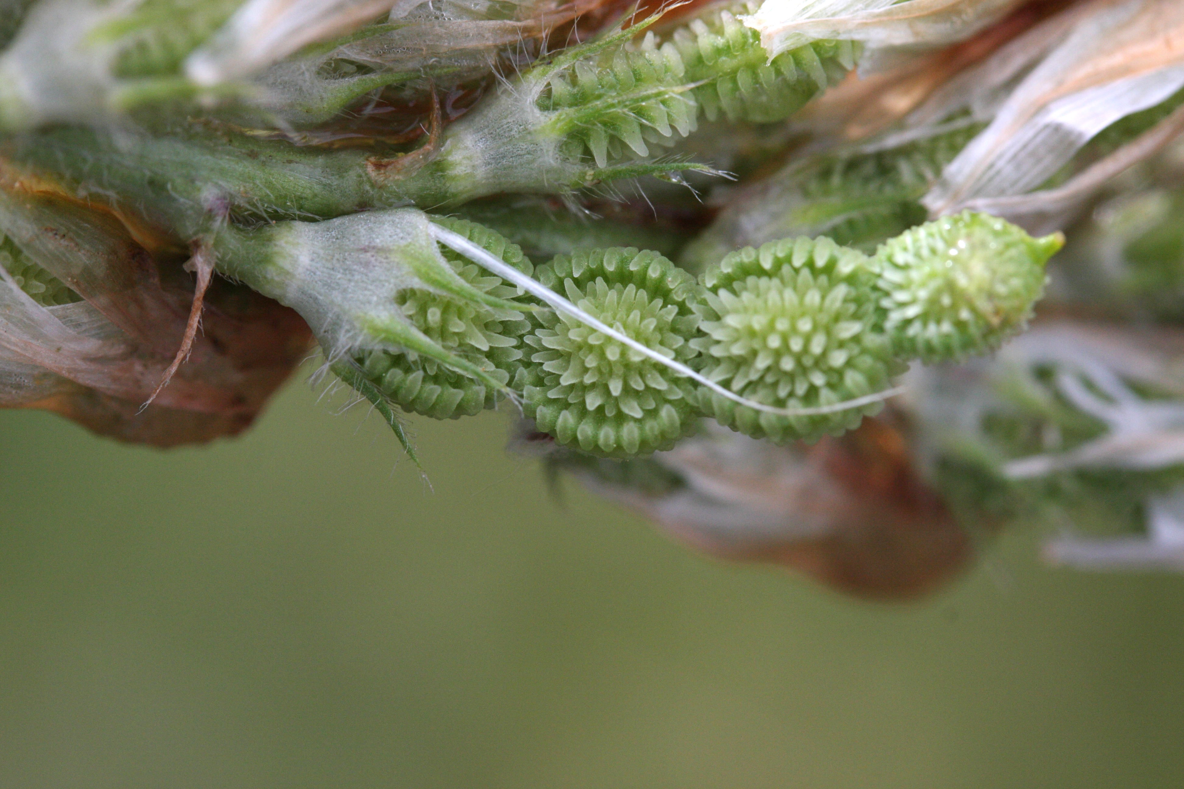 hedysarum_coronarium4md