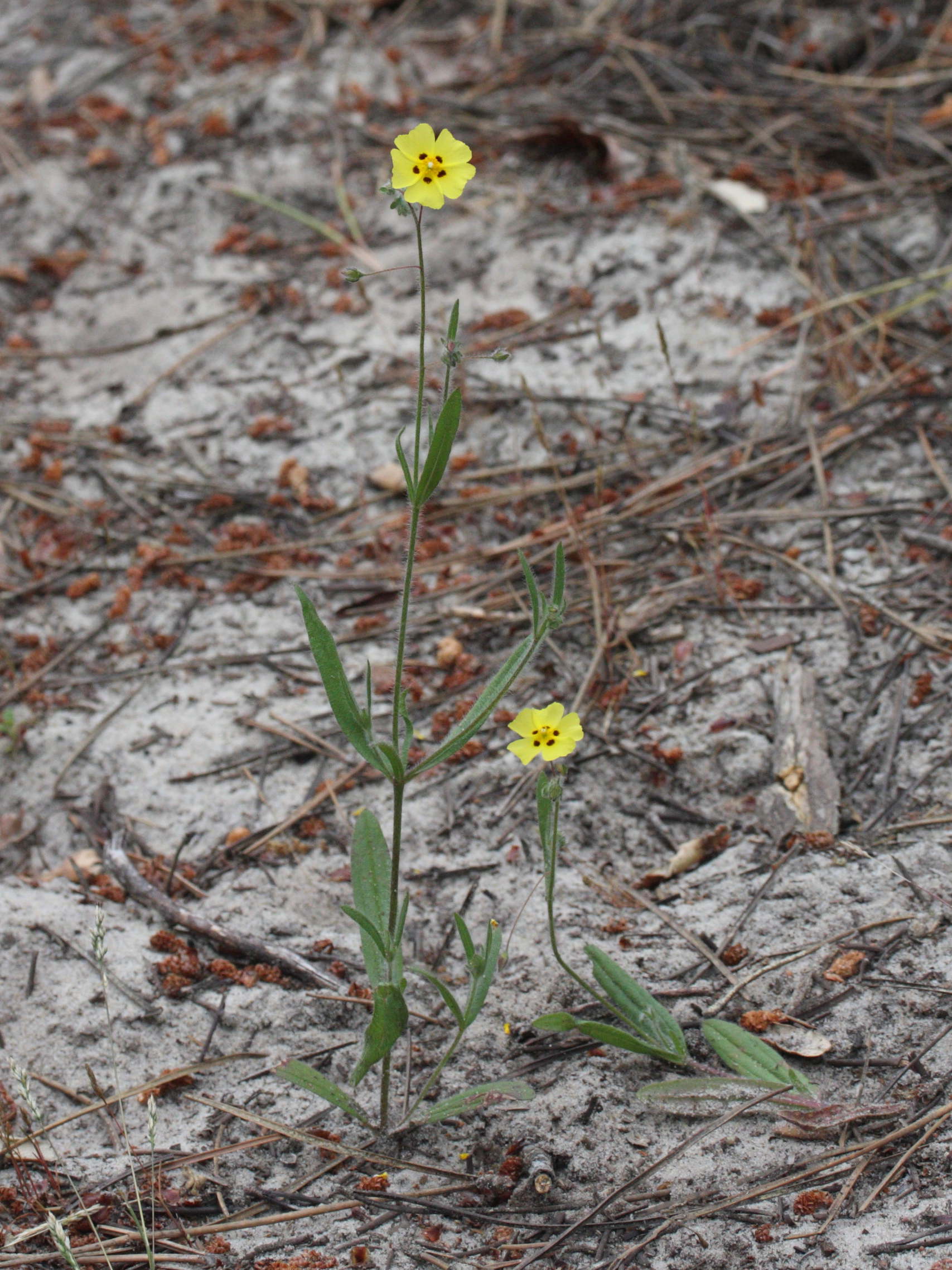 helianthemum_guttatum1md