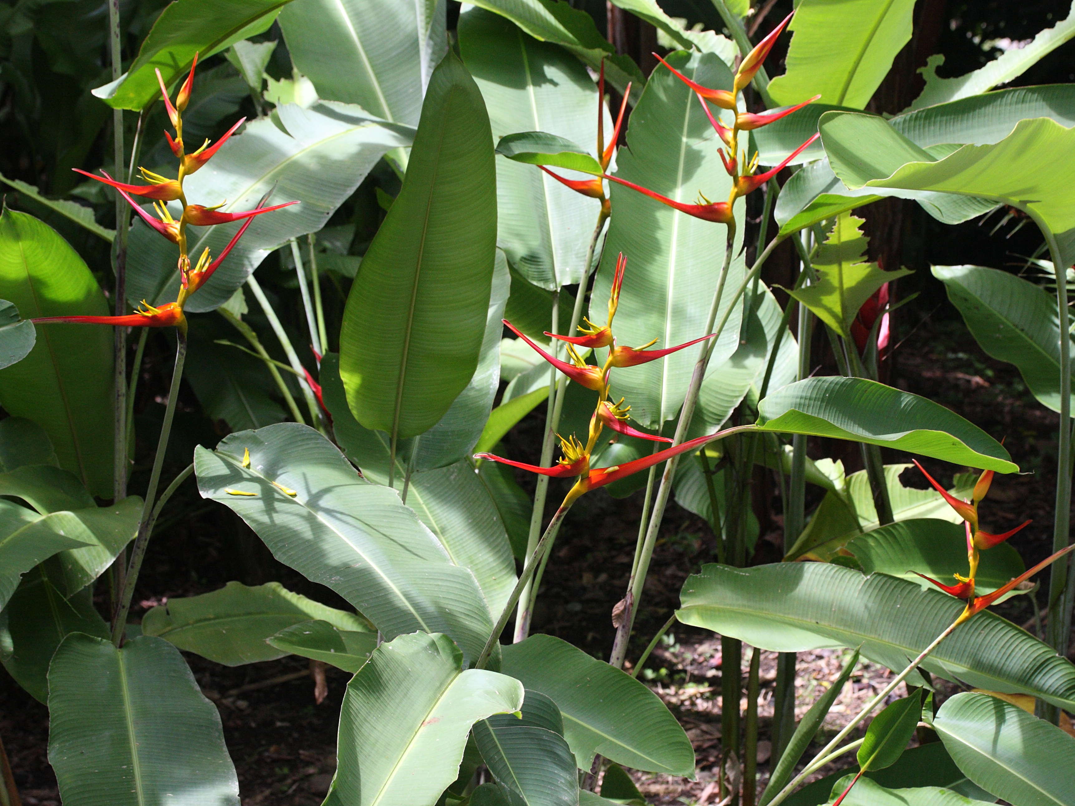 heliconia_farinosa2md