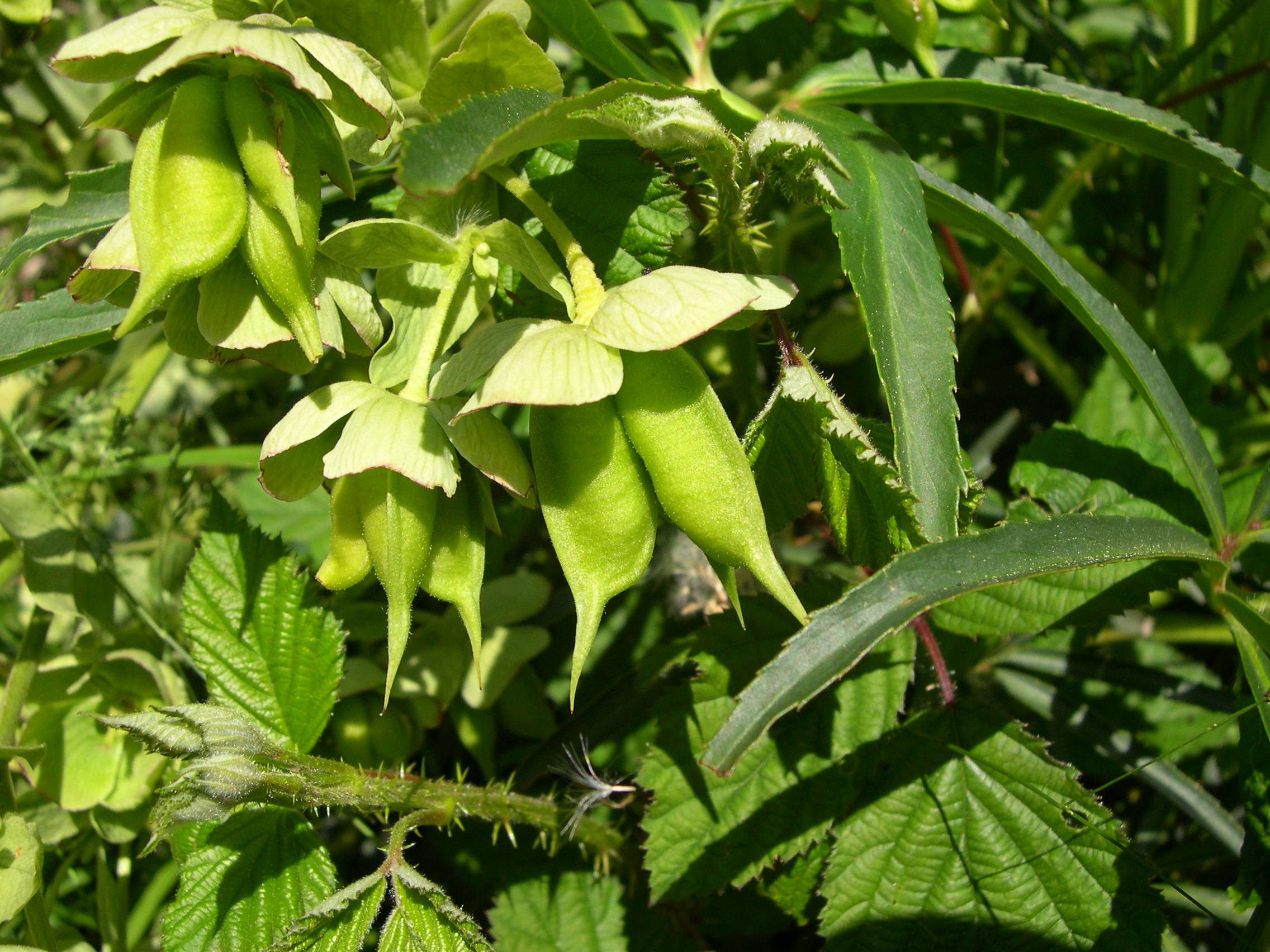 helleborus_foetidus2md