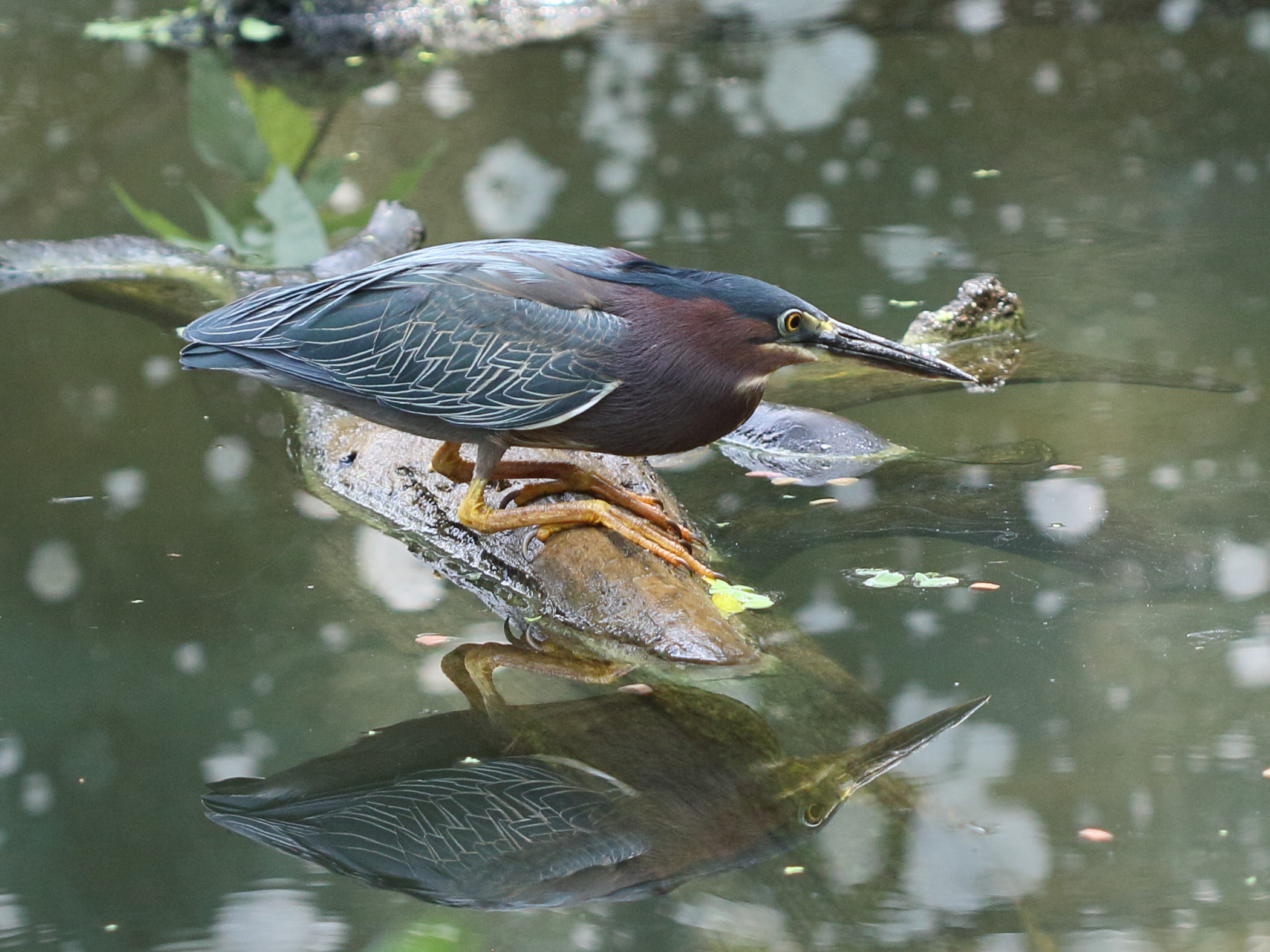 heron_vert_-_butorides_virescens7bd