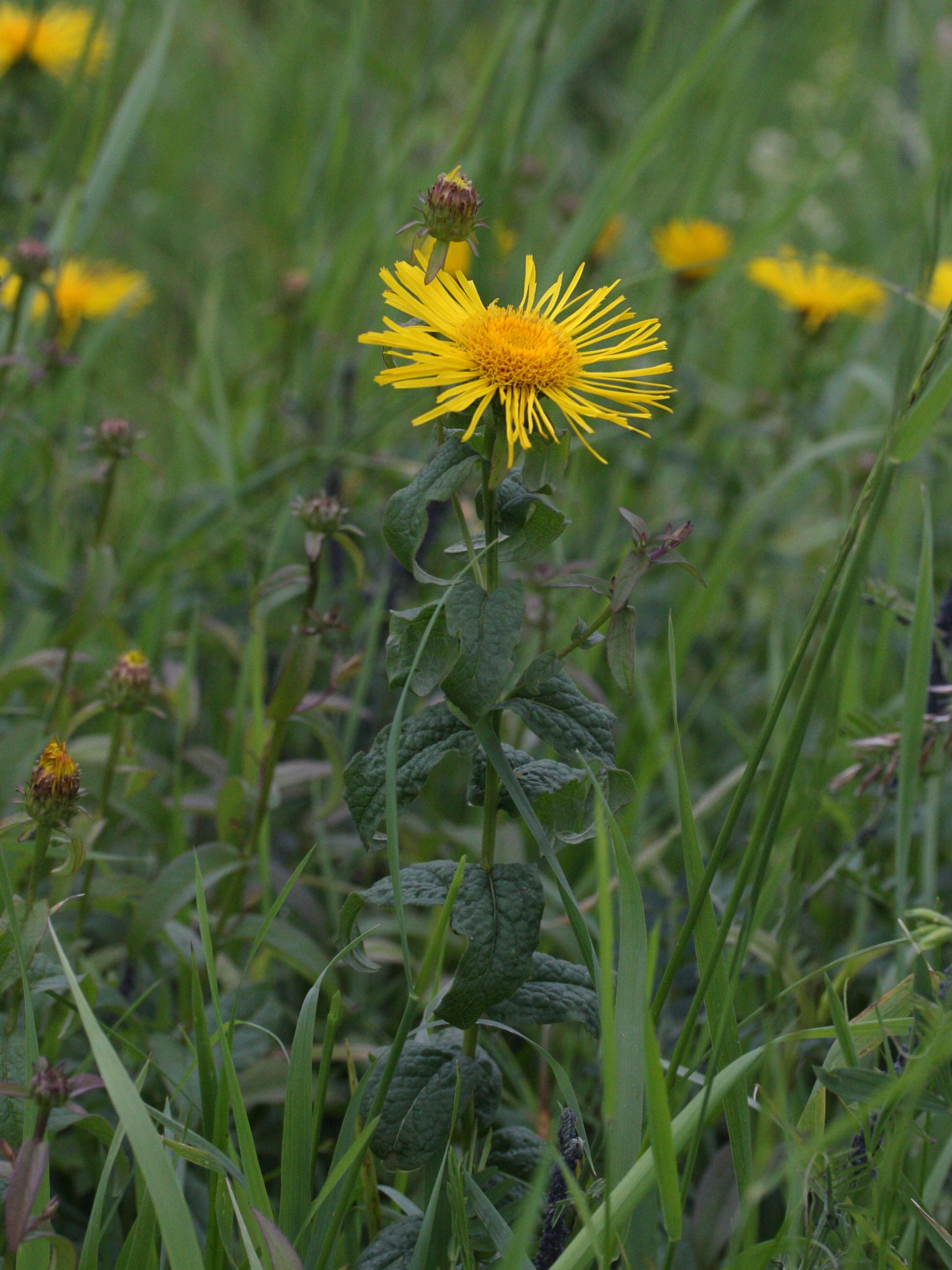 Afficher le média inula_salicina2md inula_salicina2md