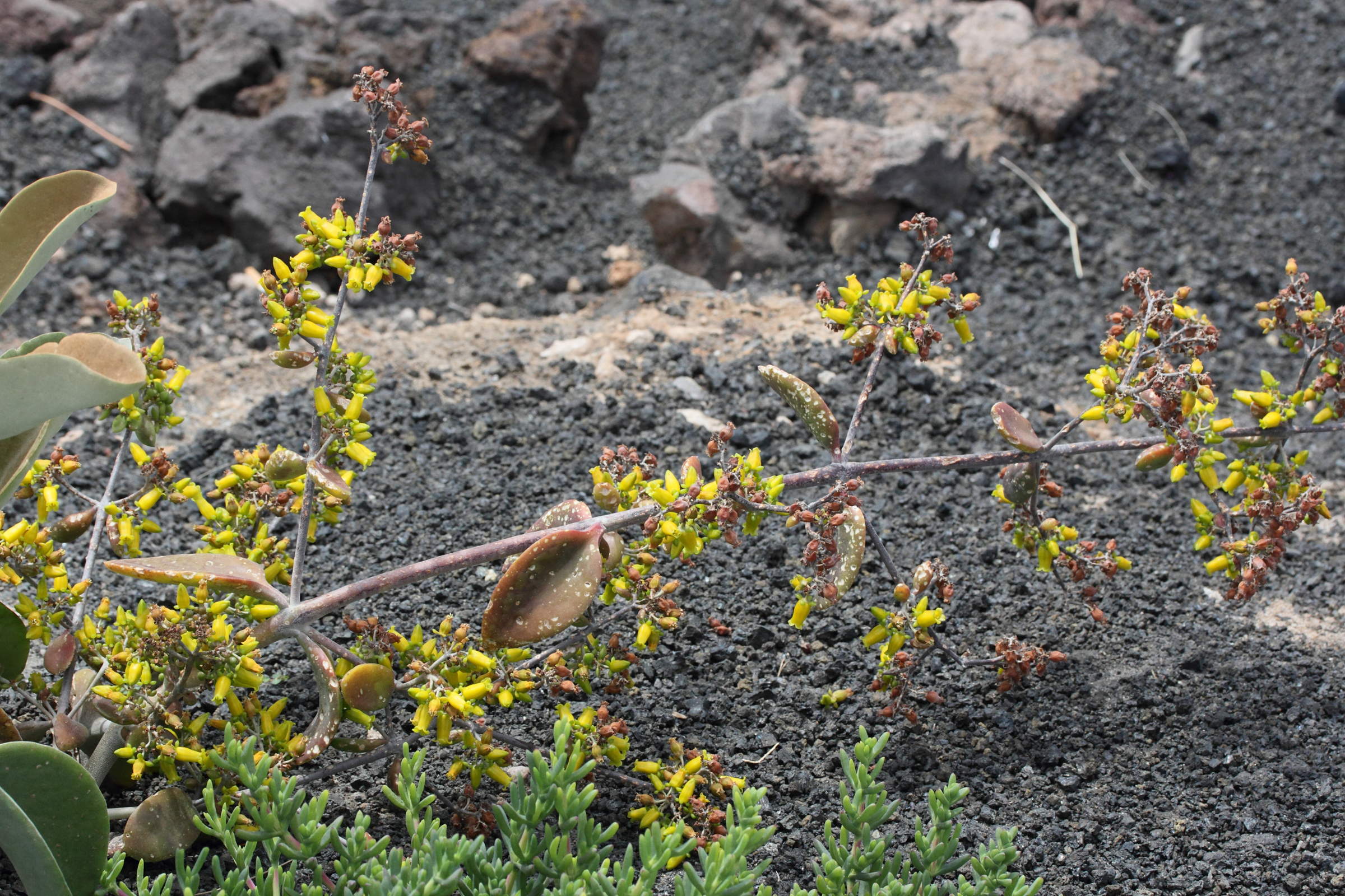 kalanchoe_orgyalis6md