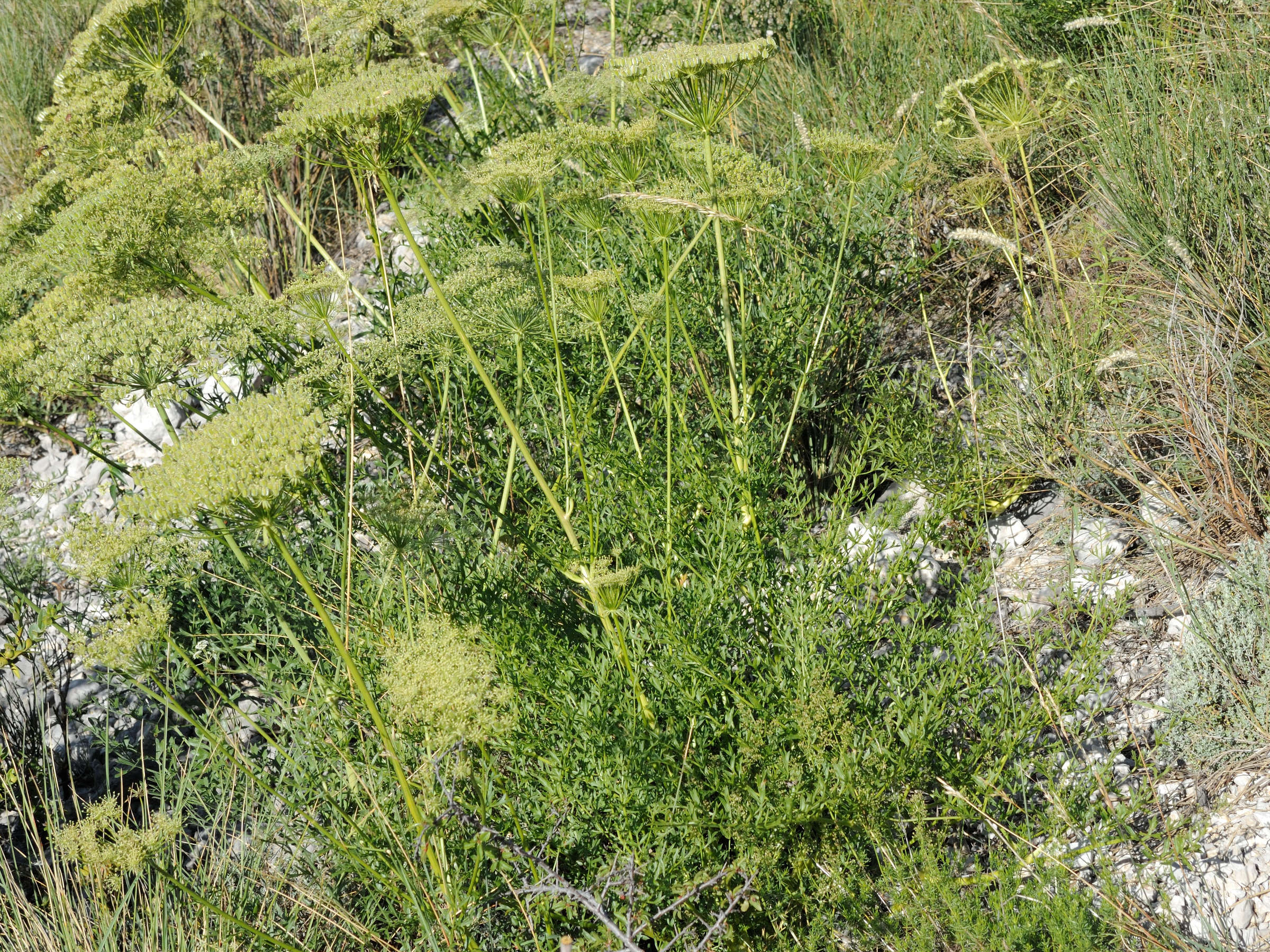 laserpitium_gallicum1bmd