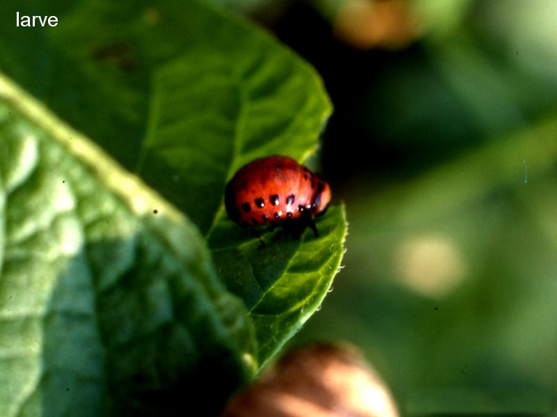 leptinotarsa_decemlineata2md