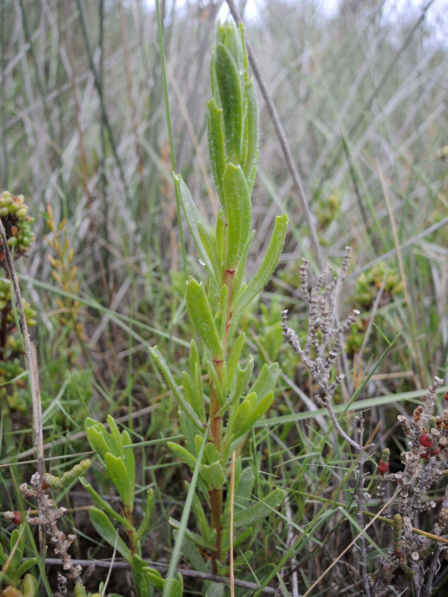 Limbarda_crithmoides