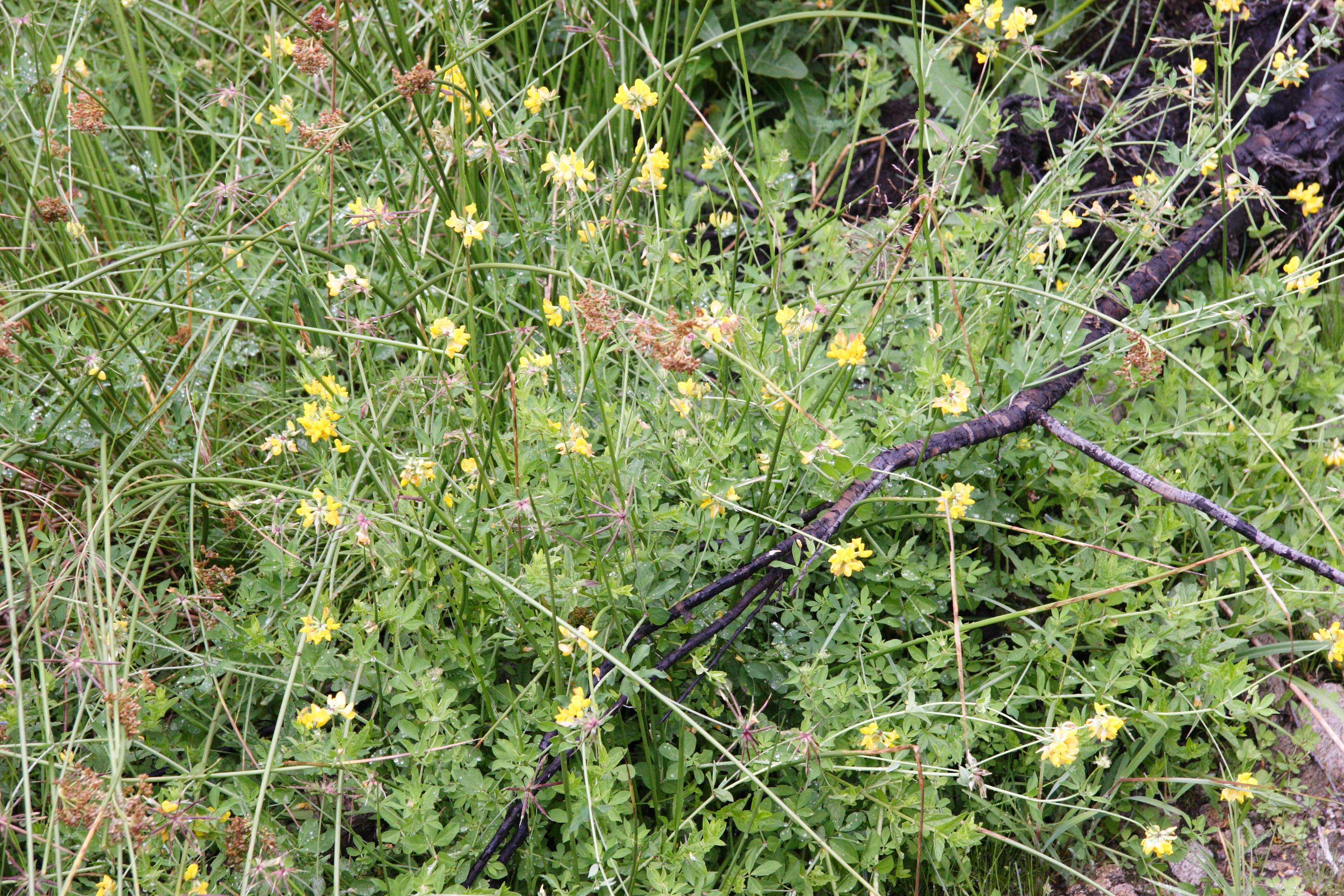 Afficher le média Lotus_pedunculatus Lotus_pedunculatus