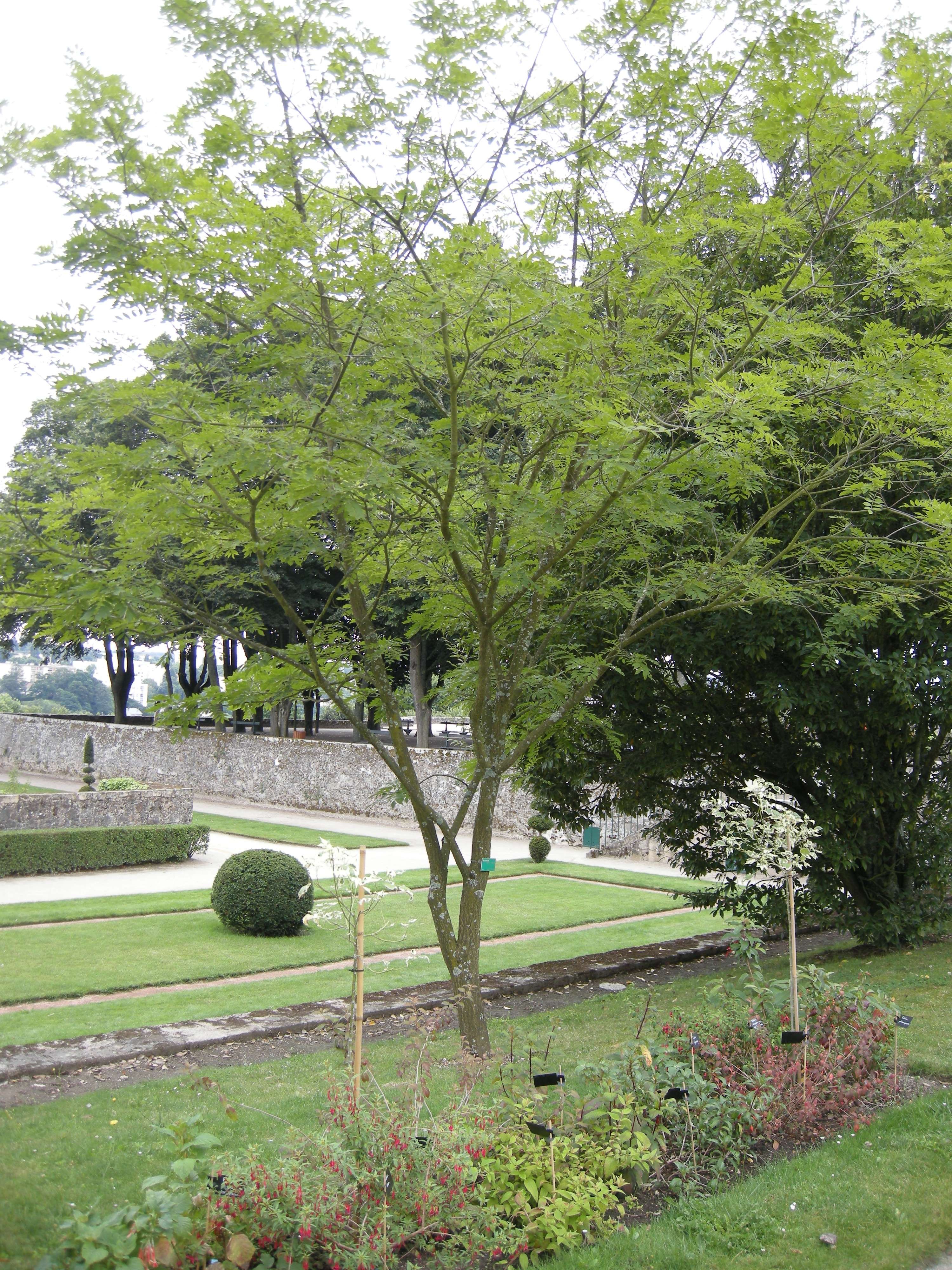 maackia_chinensis1bd