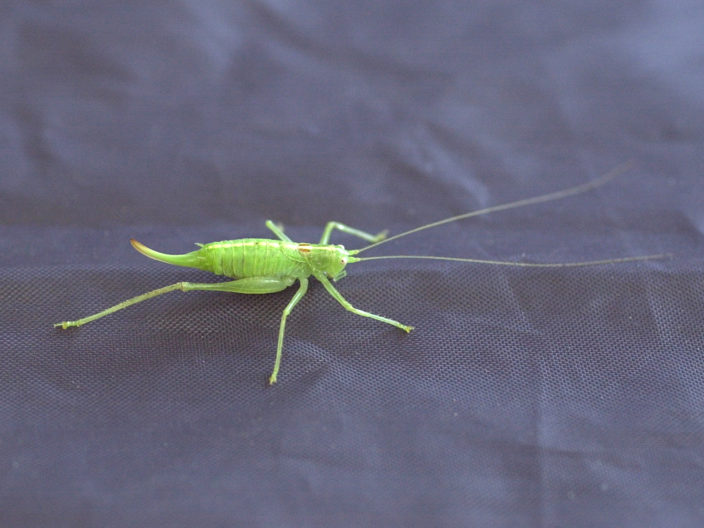 meconema_meridionale1md