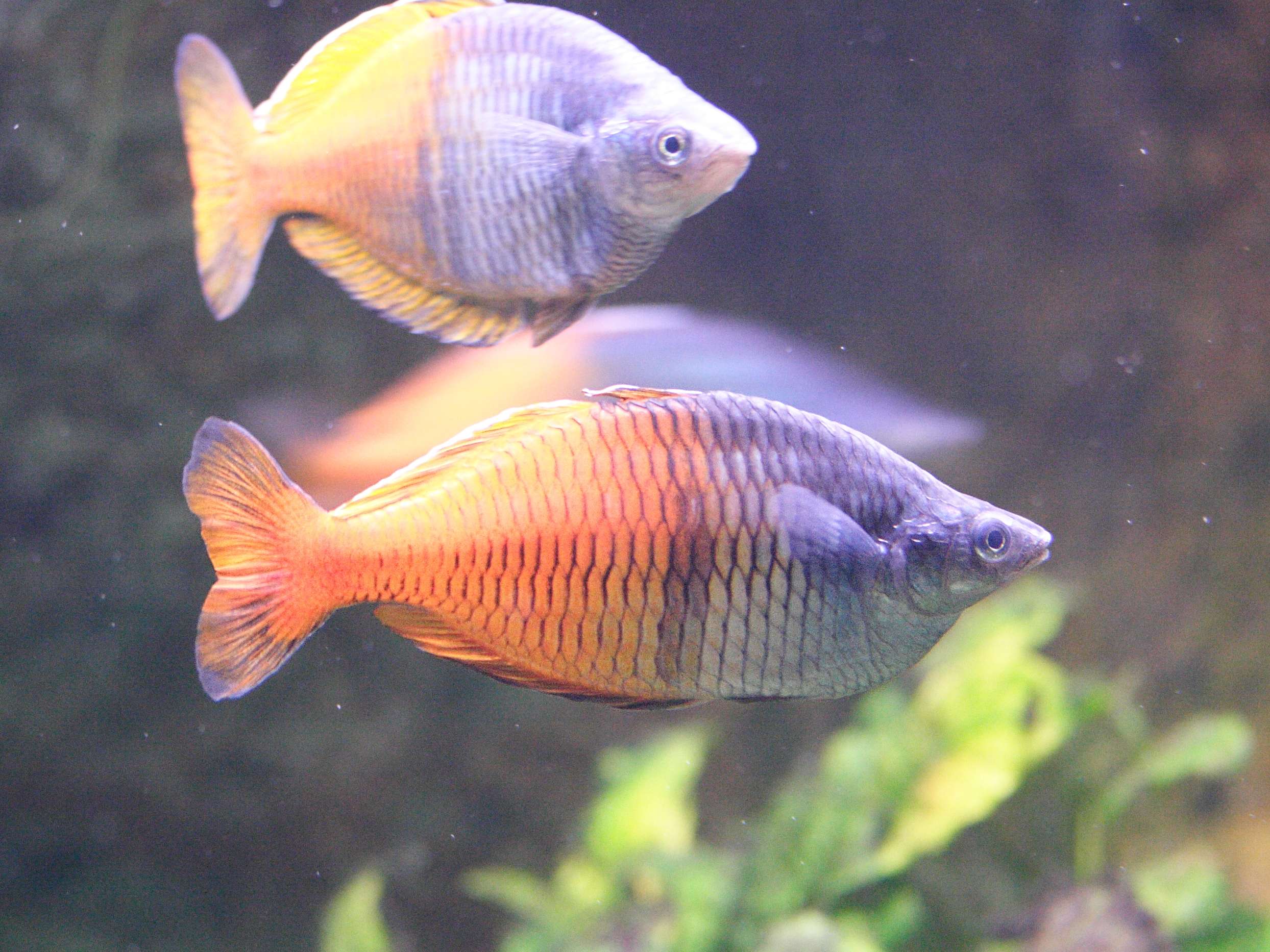 melanotaenia_boesemani1md