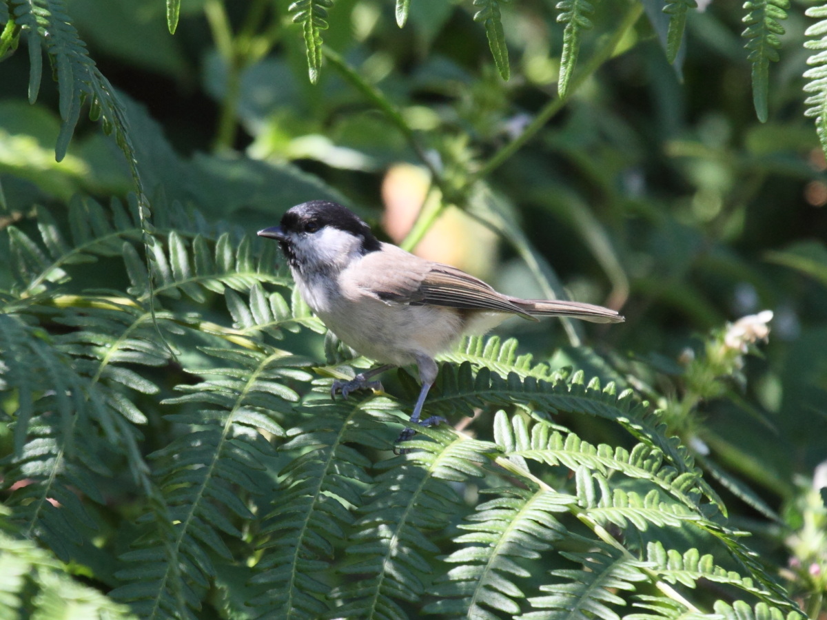 mesange_boreale_-_poecile_montanus2bd