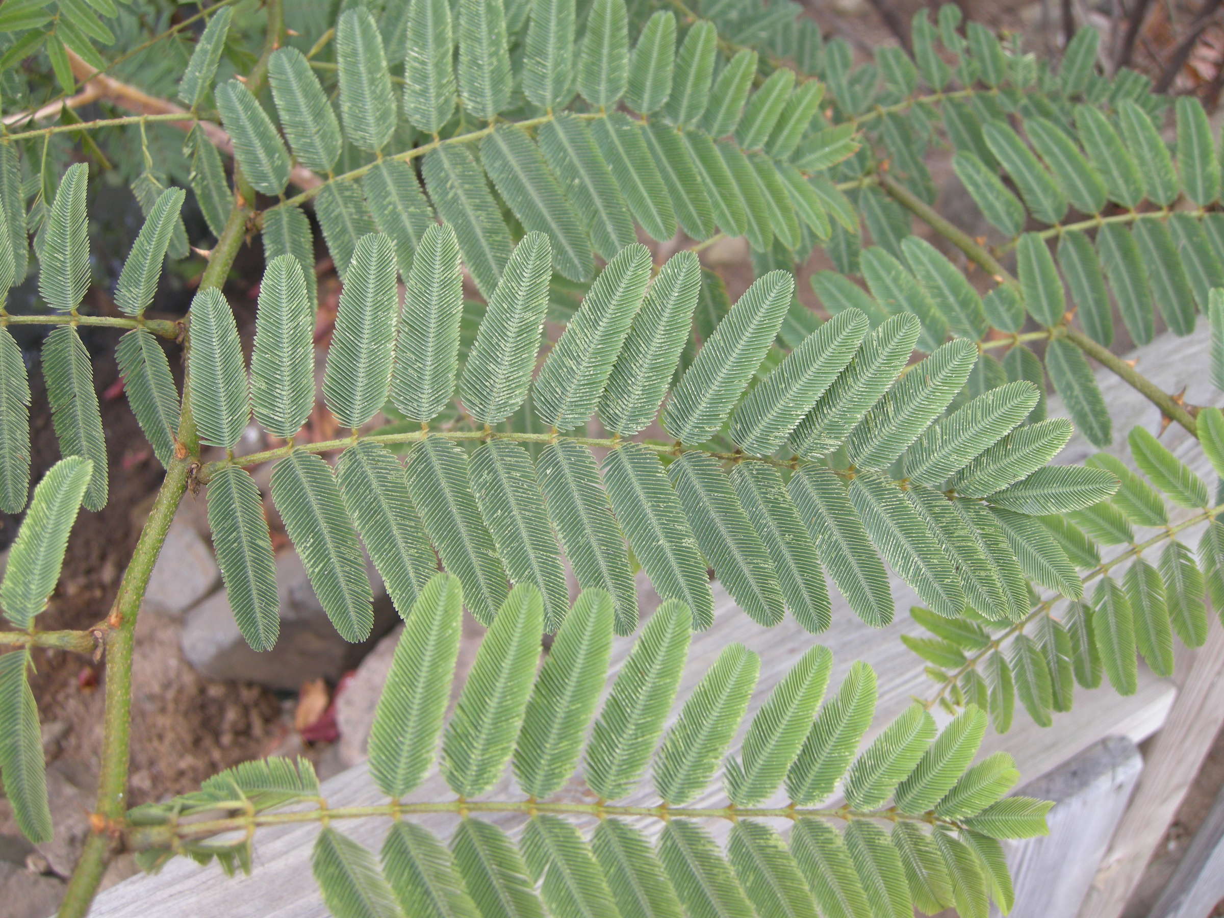 mimosa_pigra2md