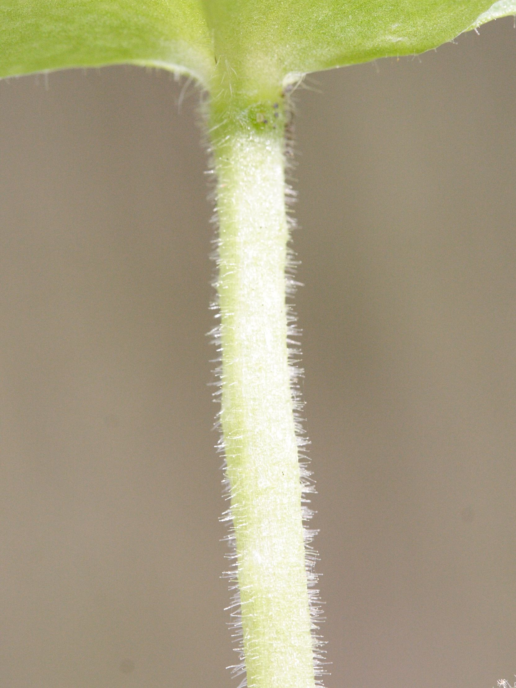 Afficher le média myosoton_aquaticum4md myosoton_aquaticum4md