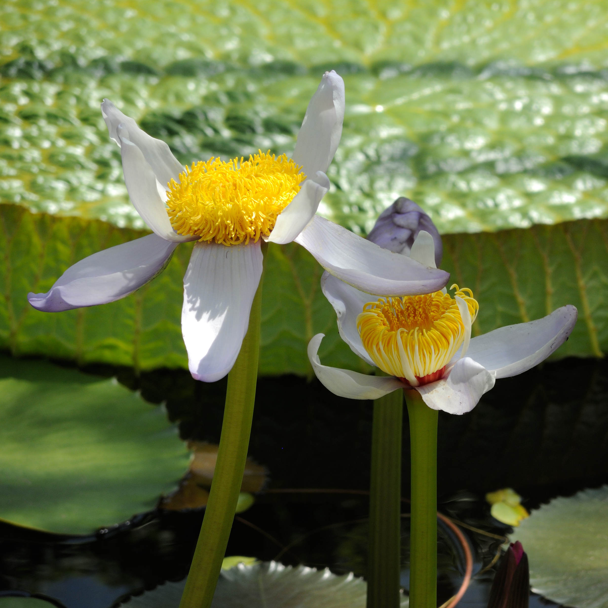 nymphaea_gigantea4md