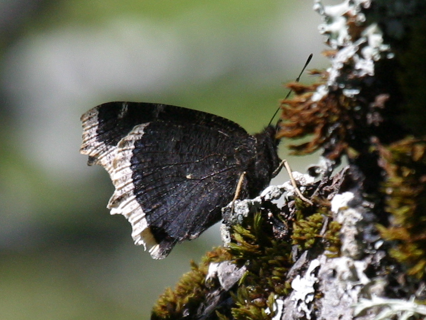 nymphalis_antiopa1bd