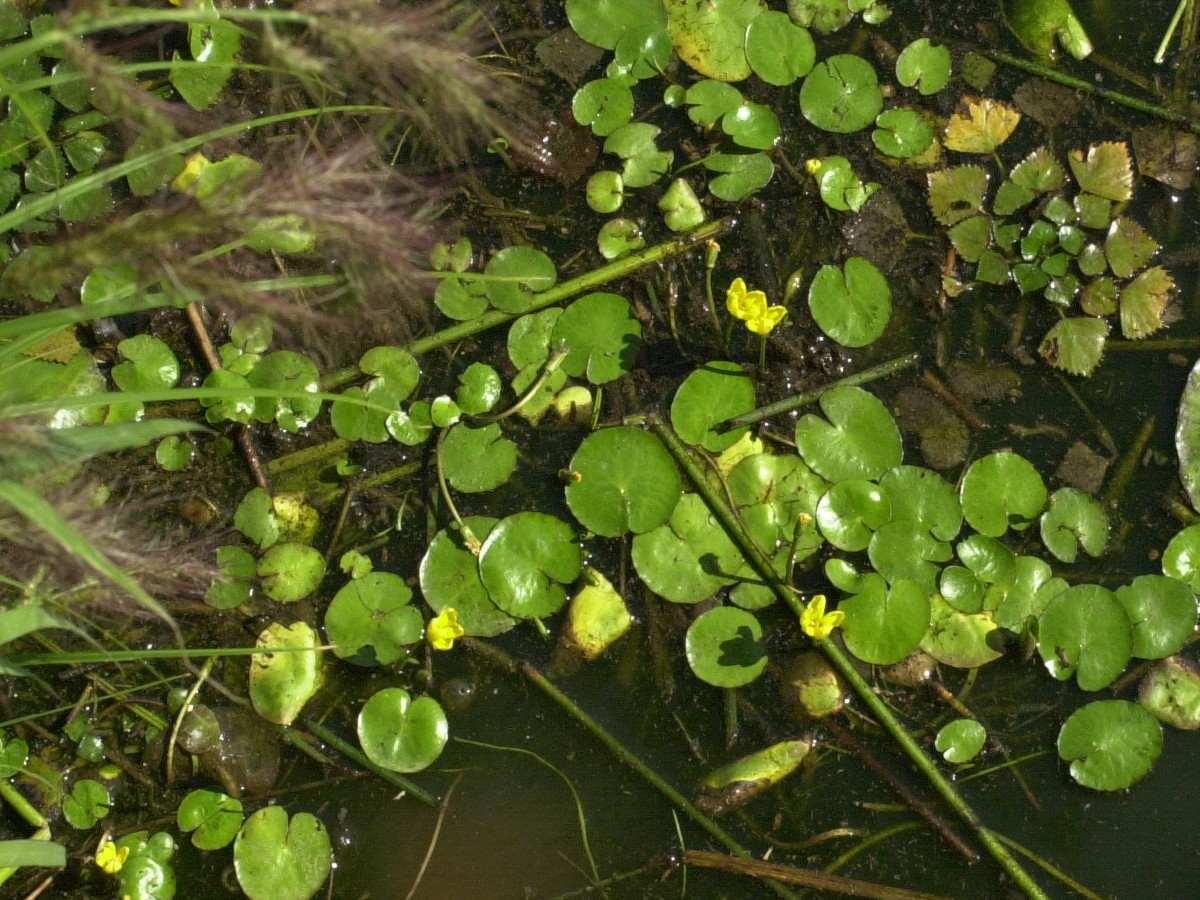 nymphoides_peltata1md