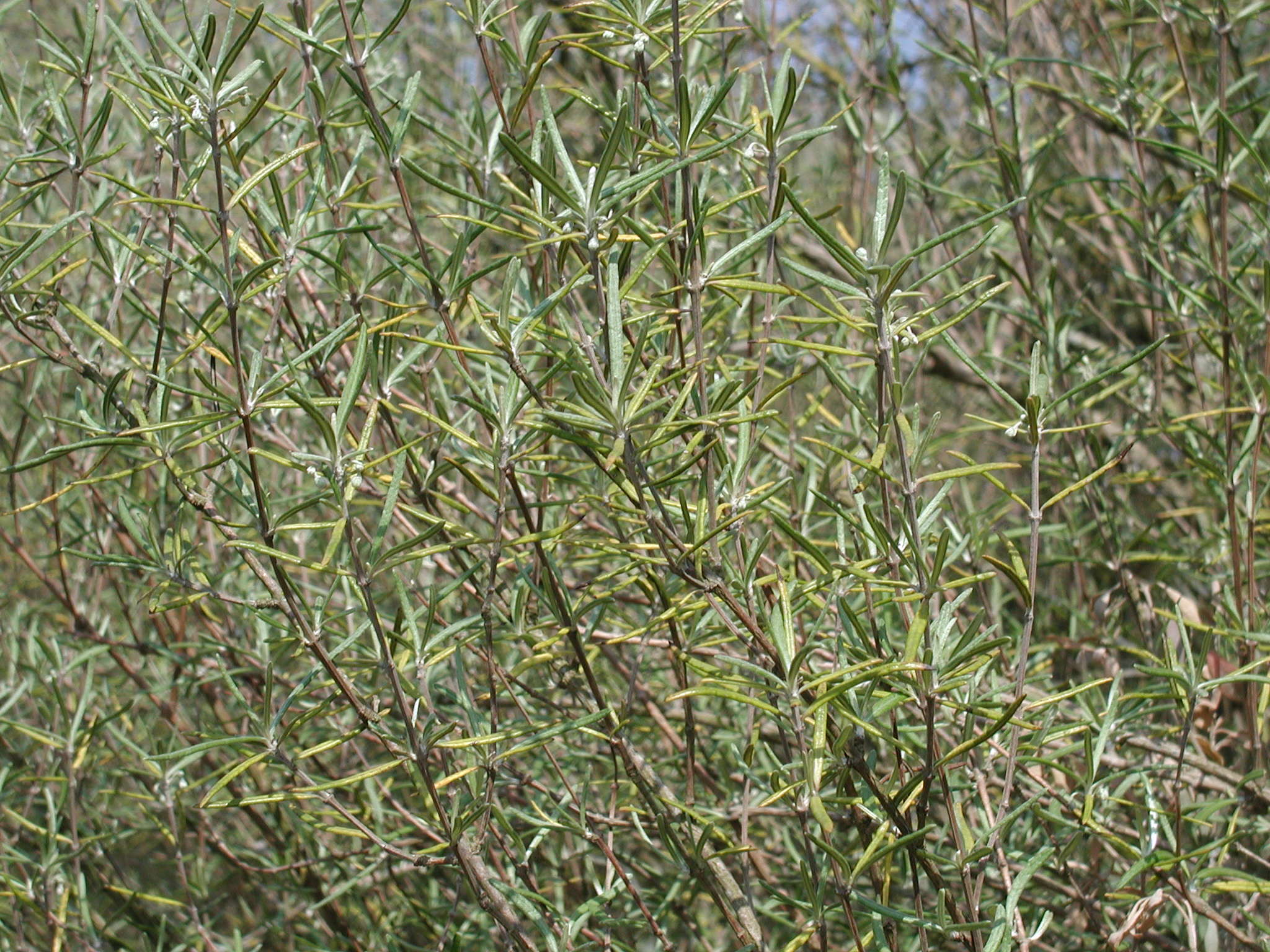 olearia_virgata1bmd