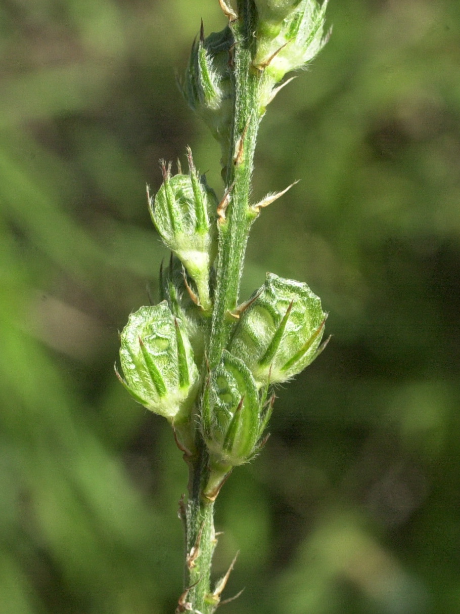 Afficher le média onobrychis_viciifolia3md onobrychis_viciifolia3md
