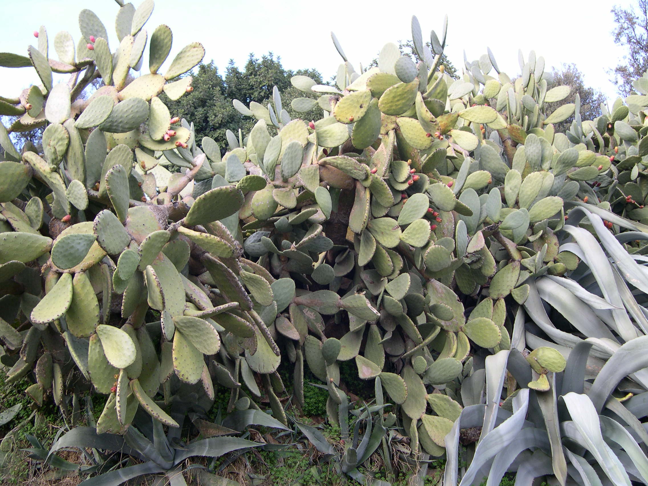 opuntia_ficus-indica3md