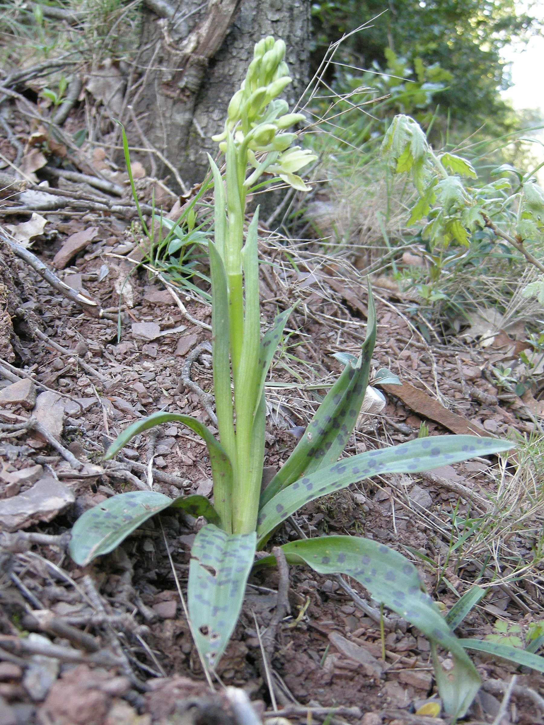 orchis_provincialis1bd
