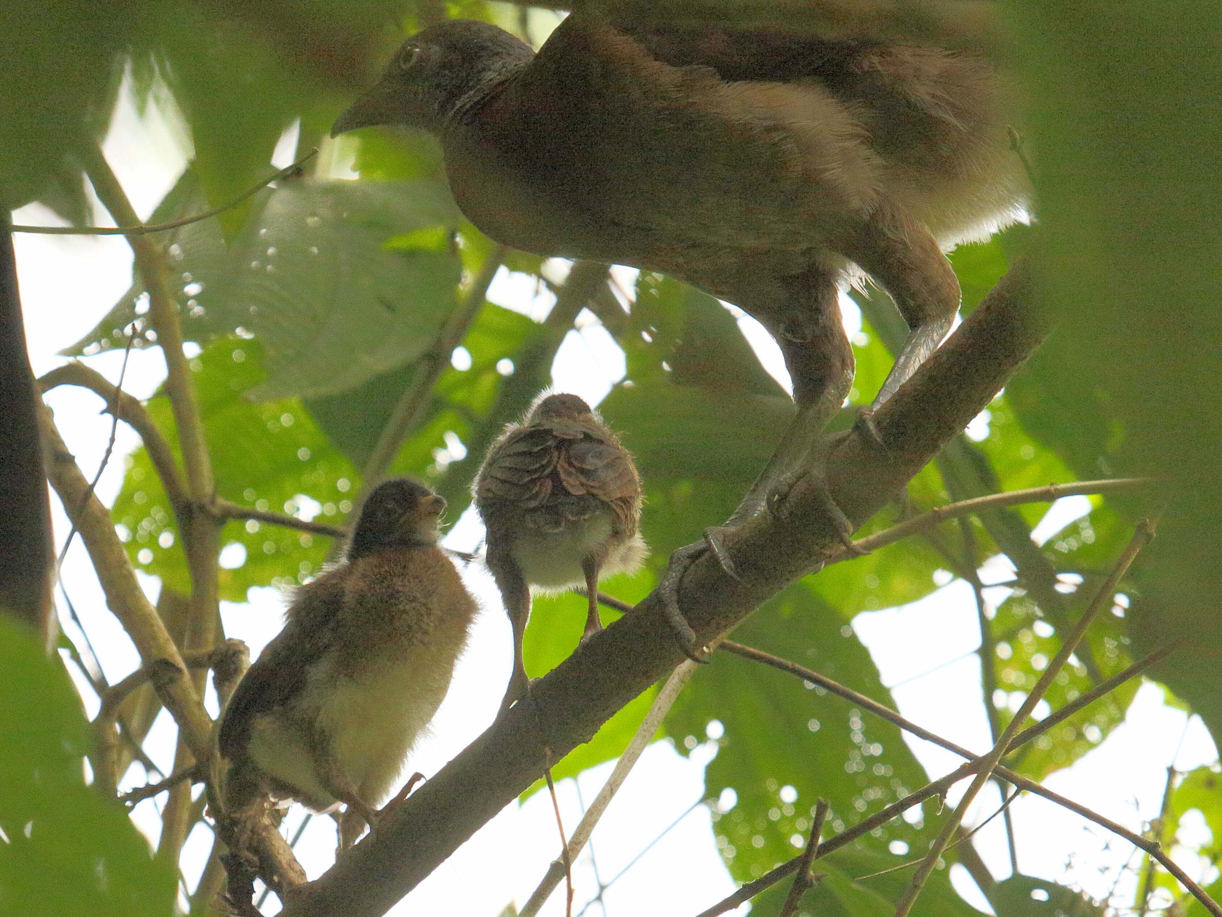 ortalide_a_tete_grise_-_ortalis_cinereiceps4bd