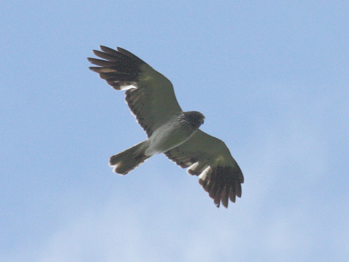 papangue_-_circus_maillardi3bd