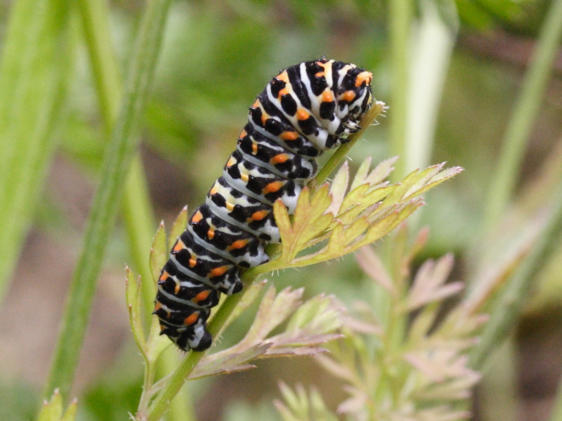 papilio_machaon_ch2md