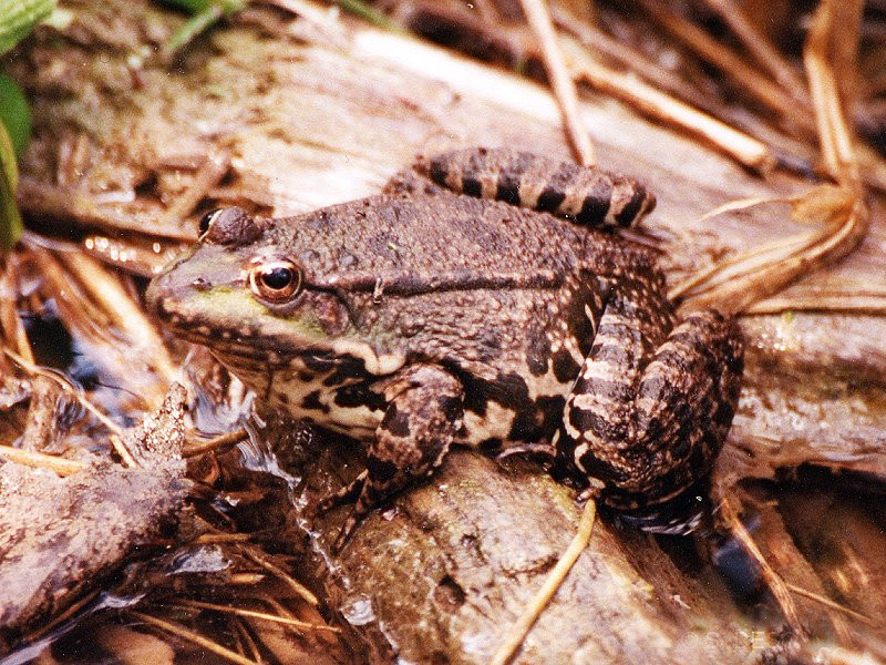 pelophylax_ridibundus2sd