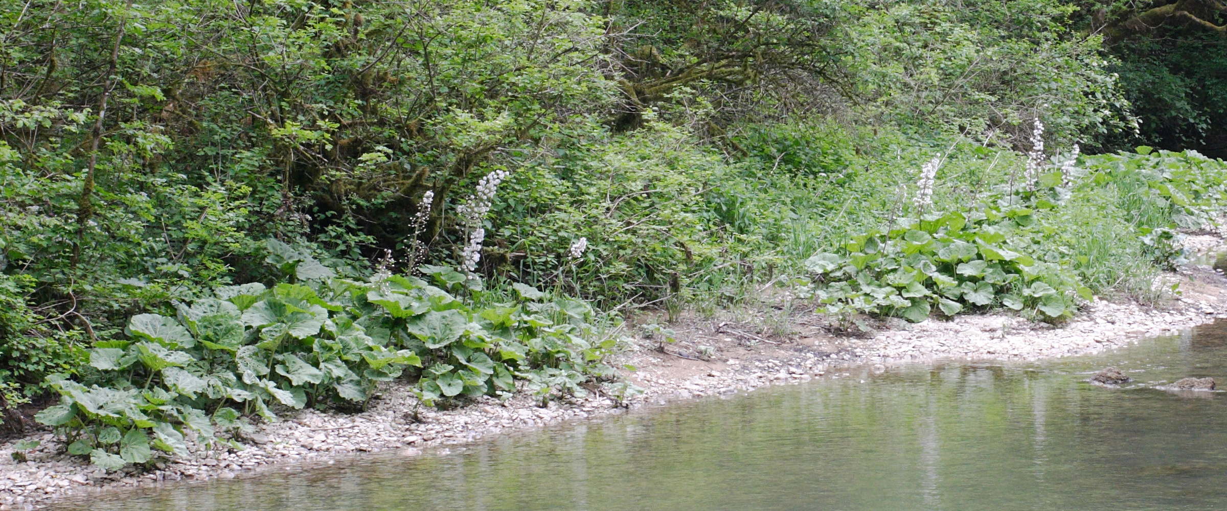 Afficher le média petasites_hybridus6md petasites_hybridus6md