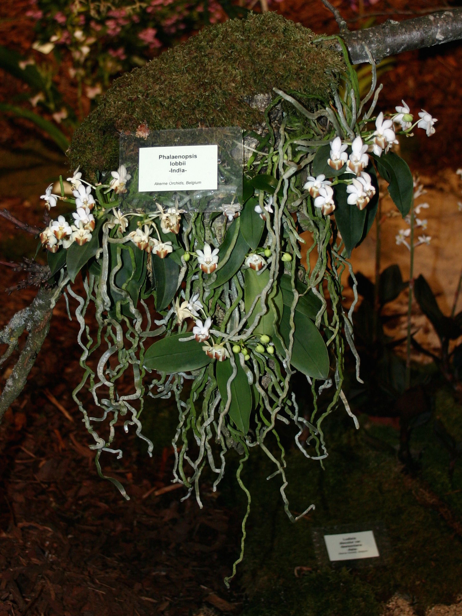 Afficher le média phalaenopsis_lobbii1sd phalaenopsis_lobbii1sd