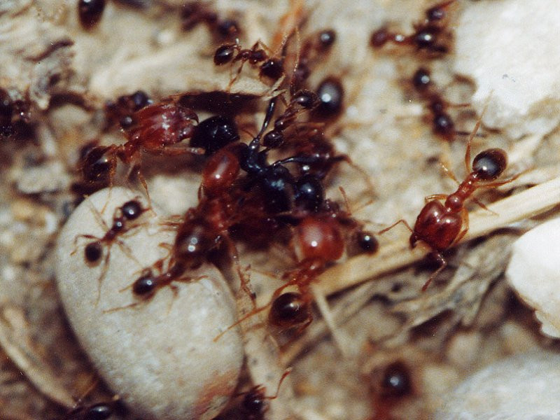 pheidole_pallidula2md