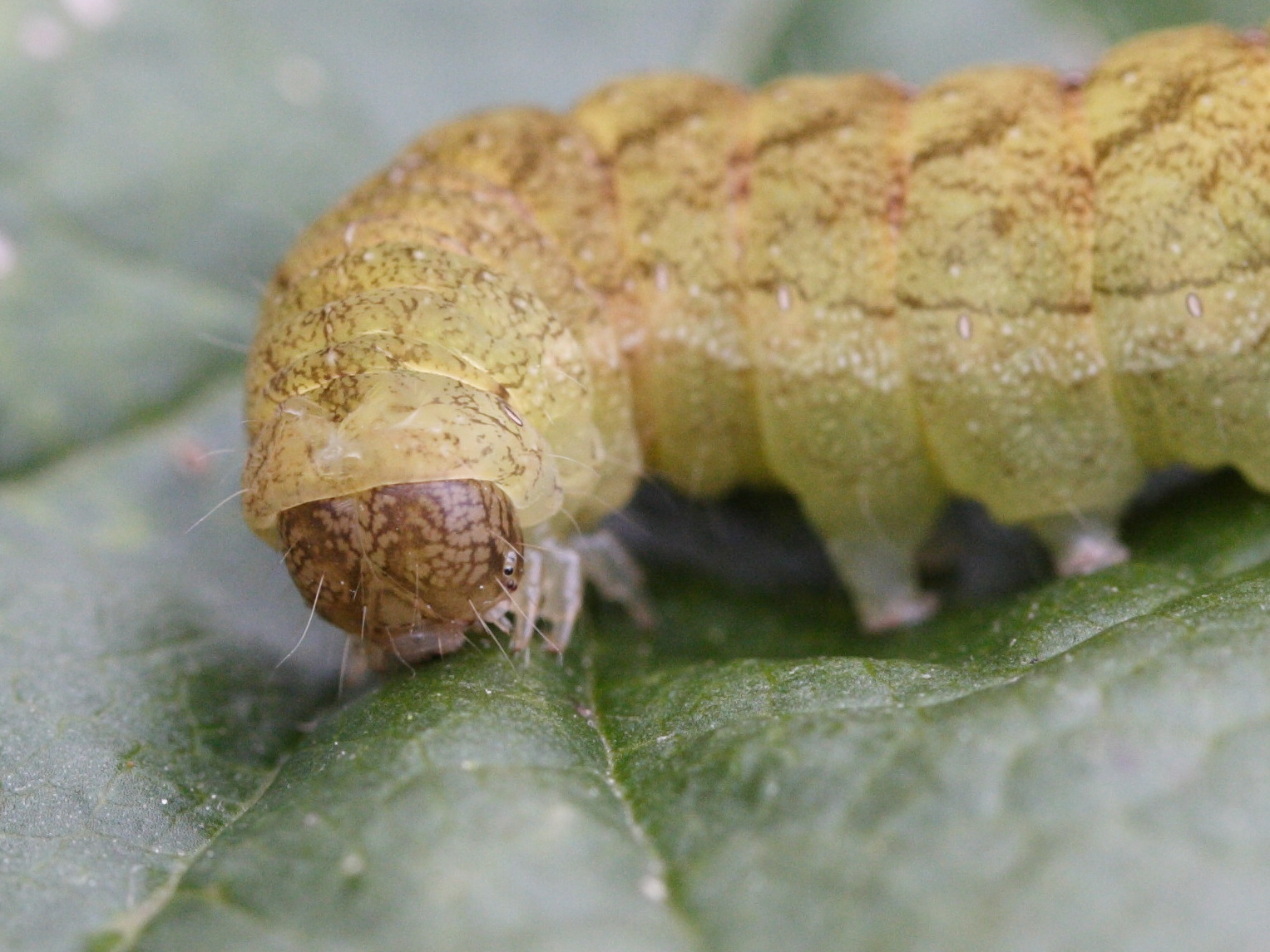 phlogophora_meticulosa_ch4md