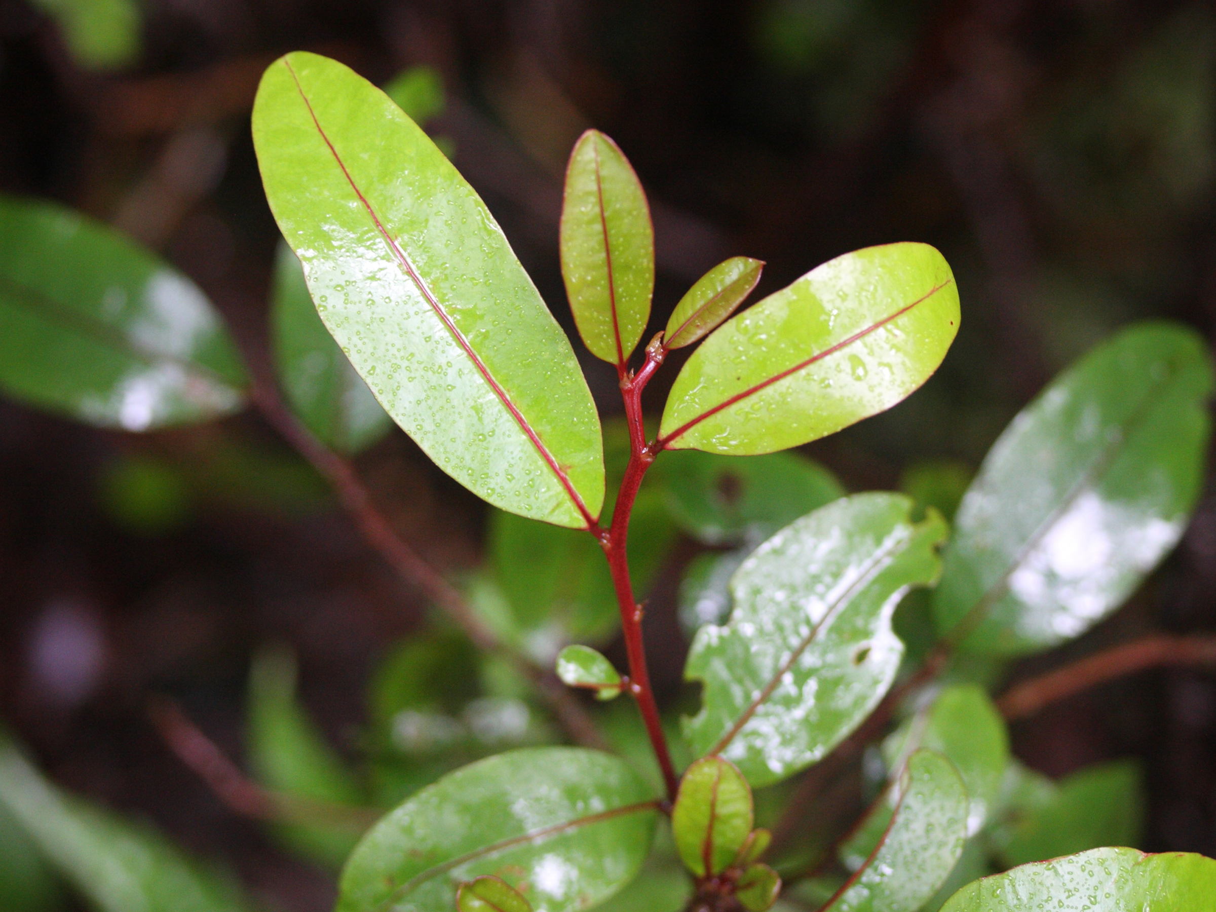 phyllanthus_phillyreifolius6md