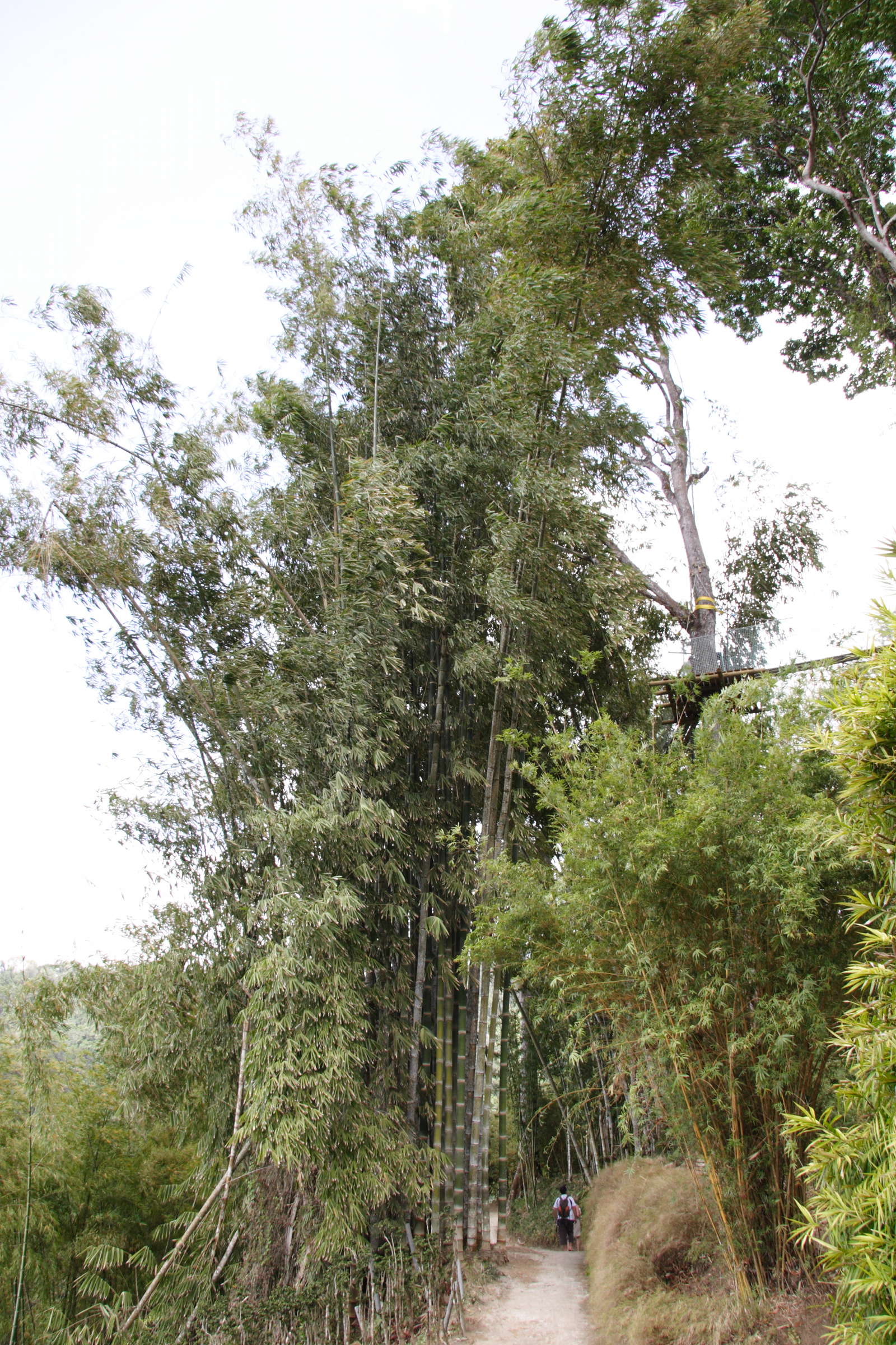 phyllostachys_bambusoides1md