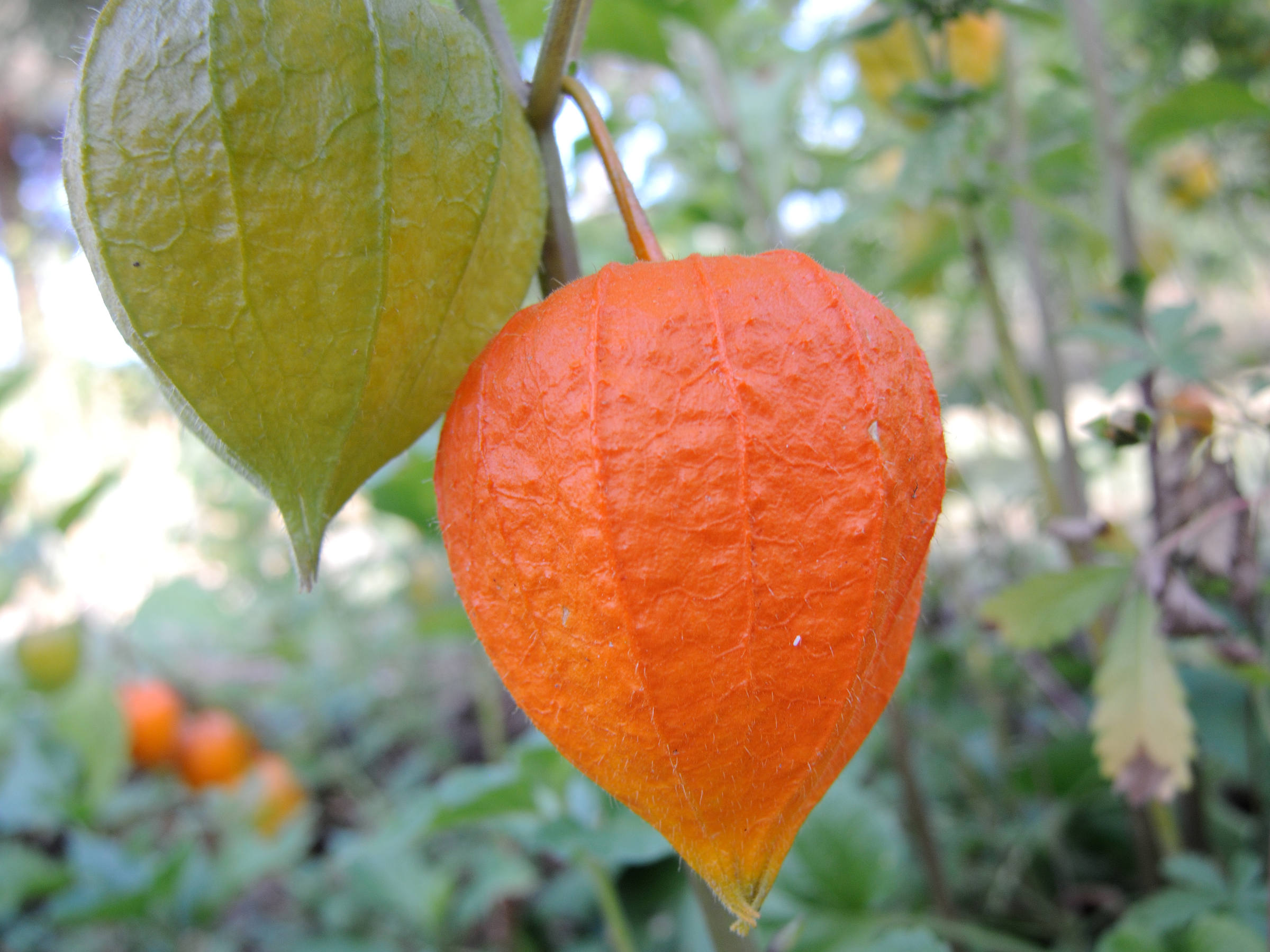physalis_alkekengi4md