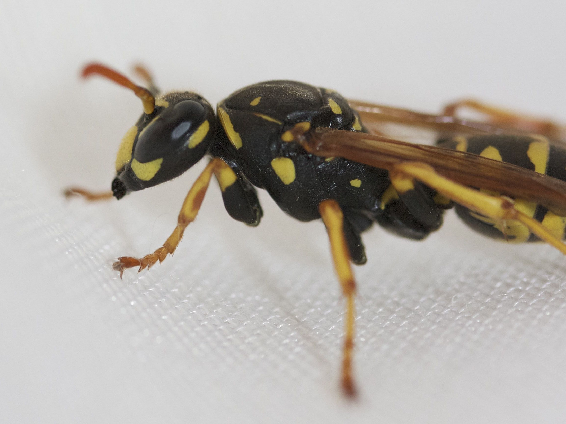 polistes_dominulus3md