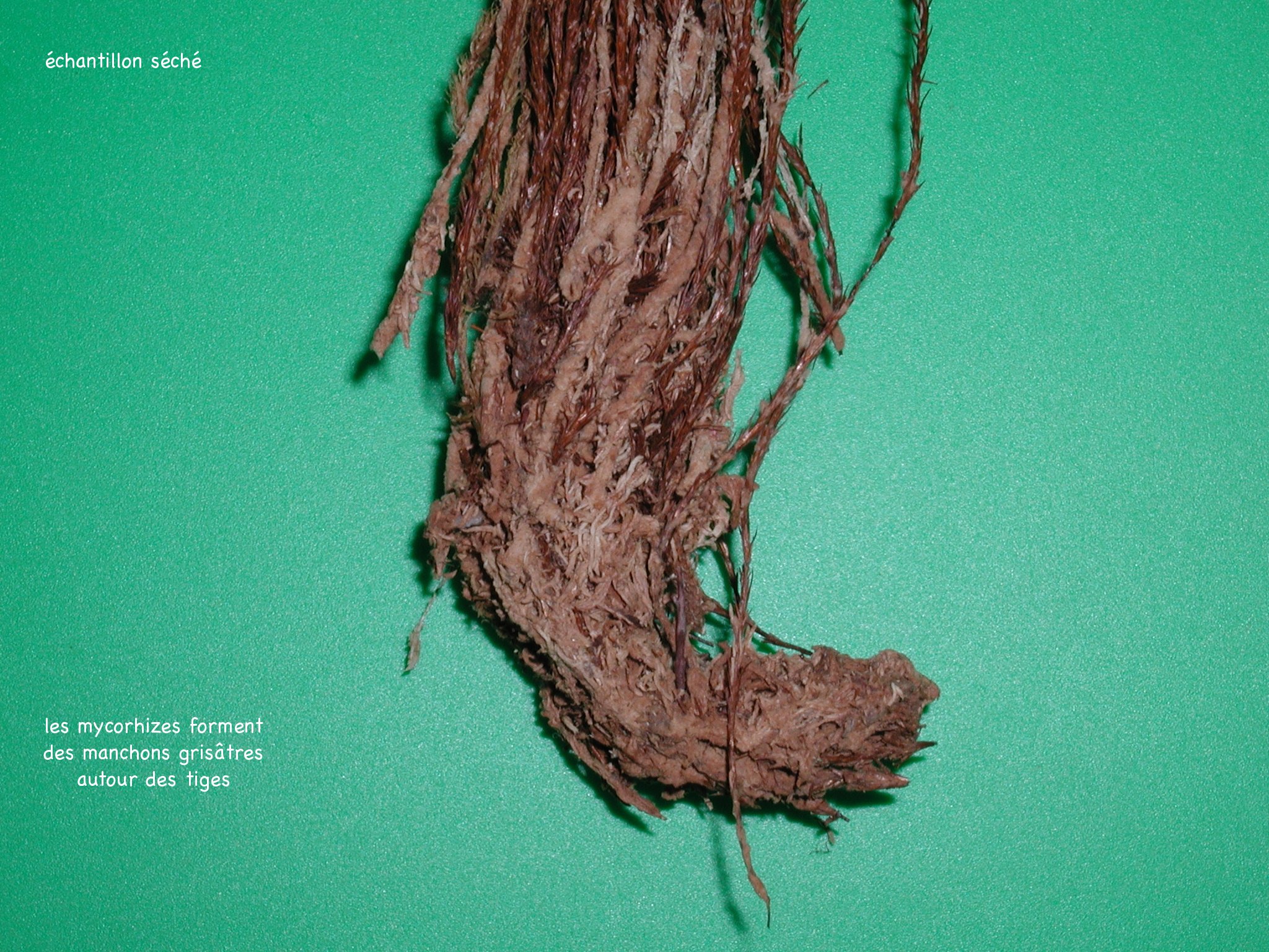 Afficher le média polytrichum_strictum3md polytrichum_strictum3md