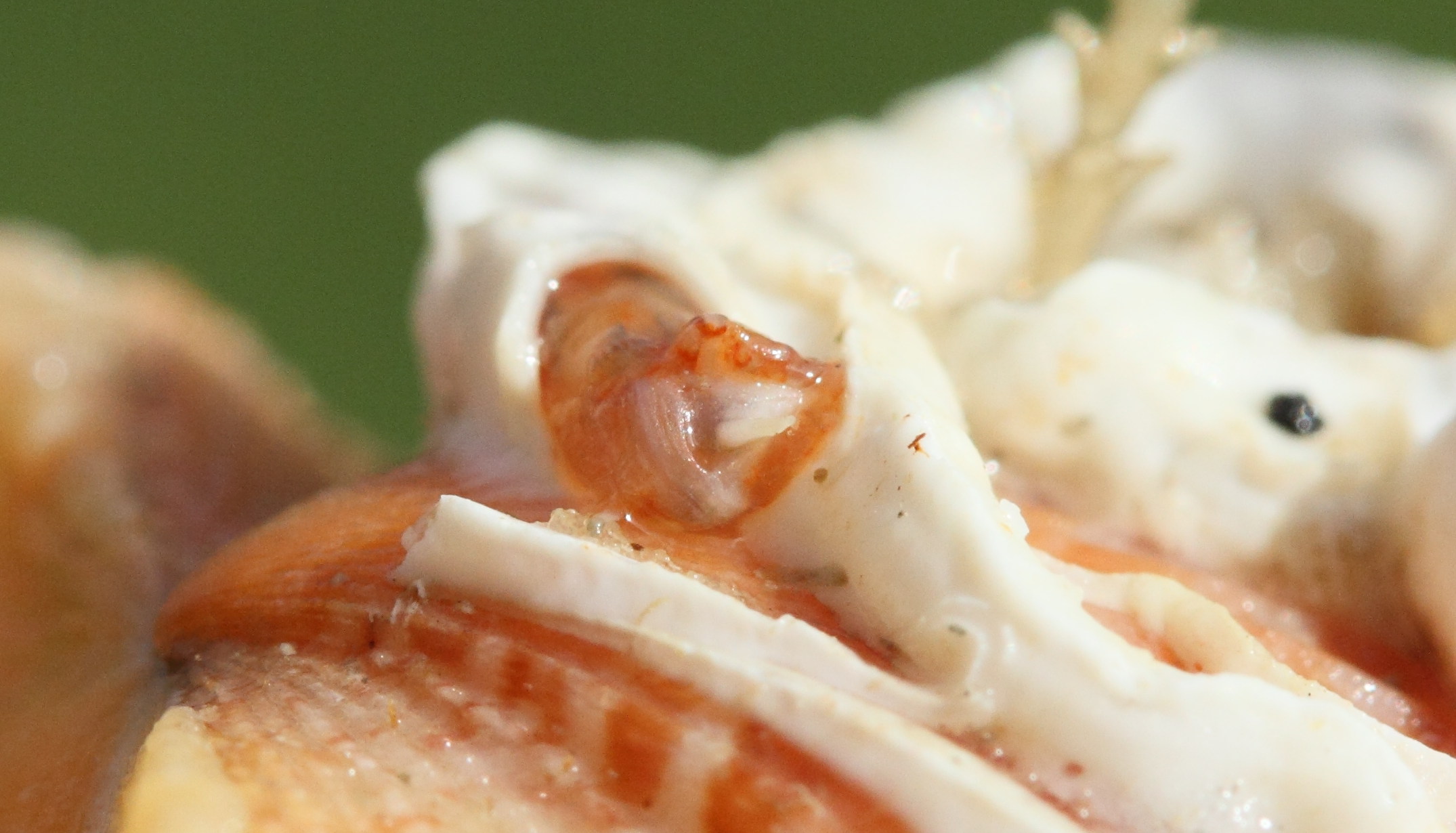 Afficher le média pomatoceros_triqueter4md pomatoceros_triqueter4md