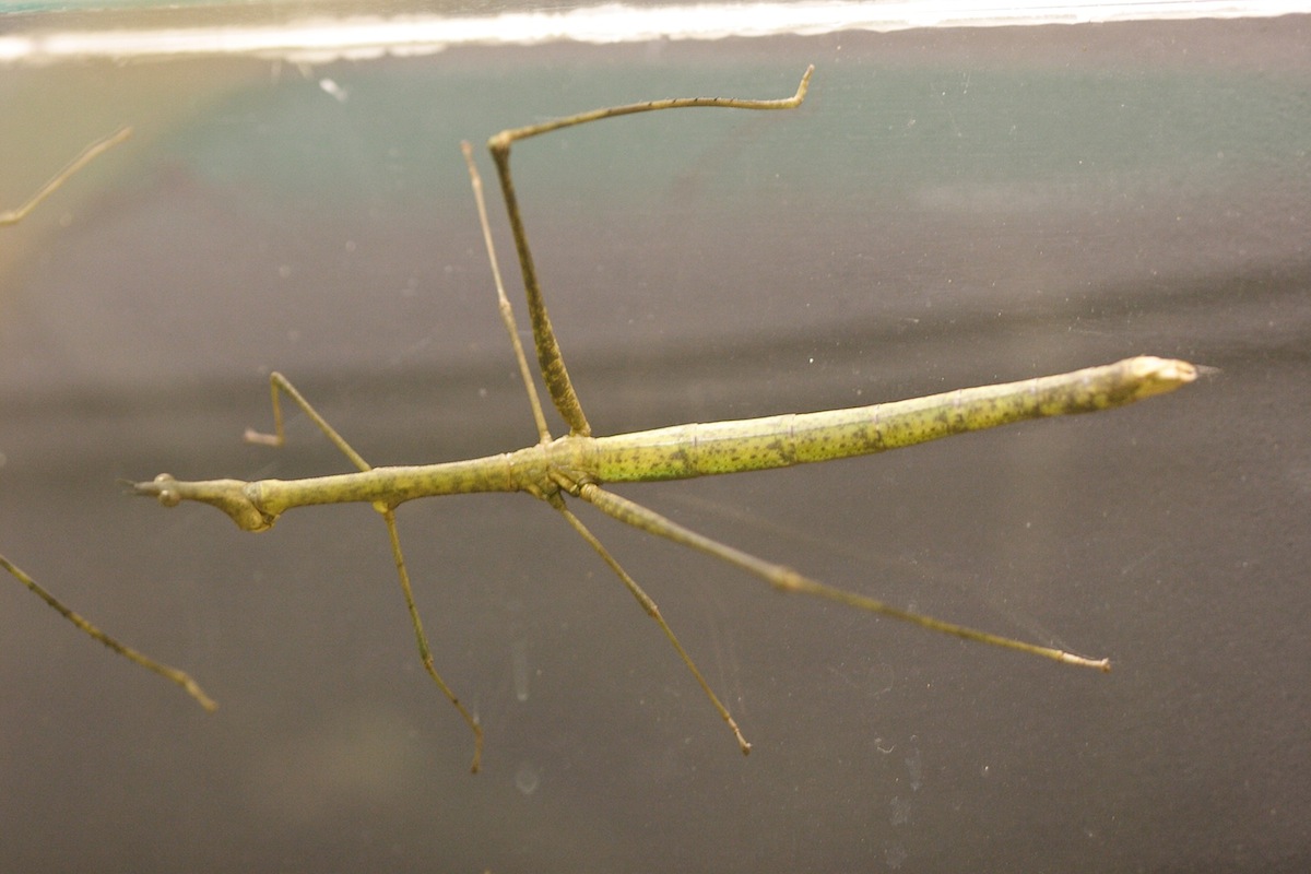 prosarthria_teretrirostris3bmd