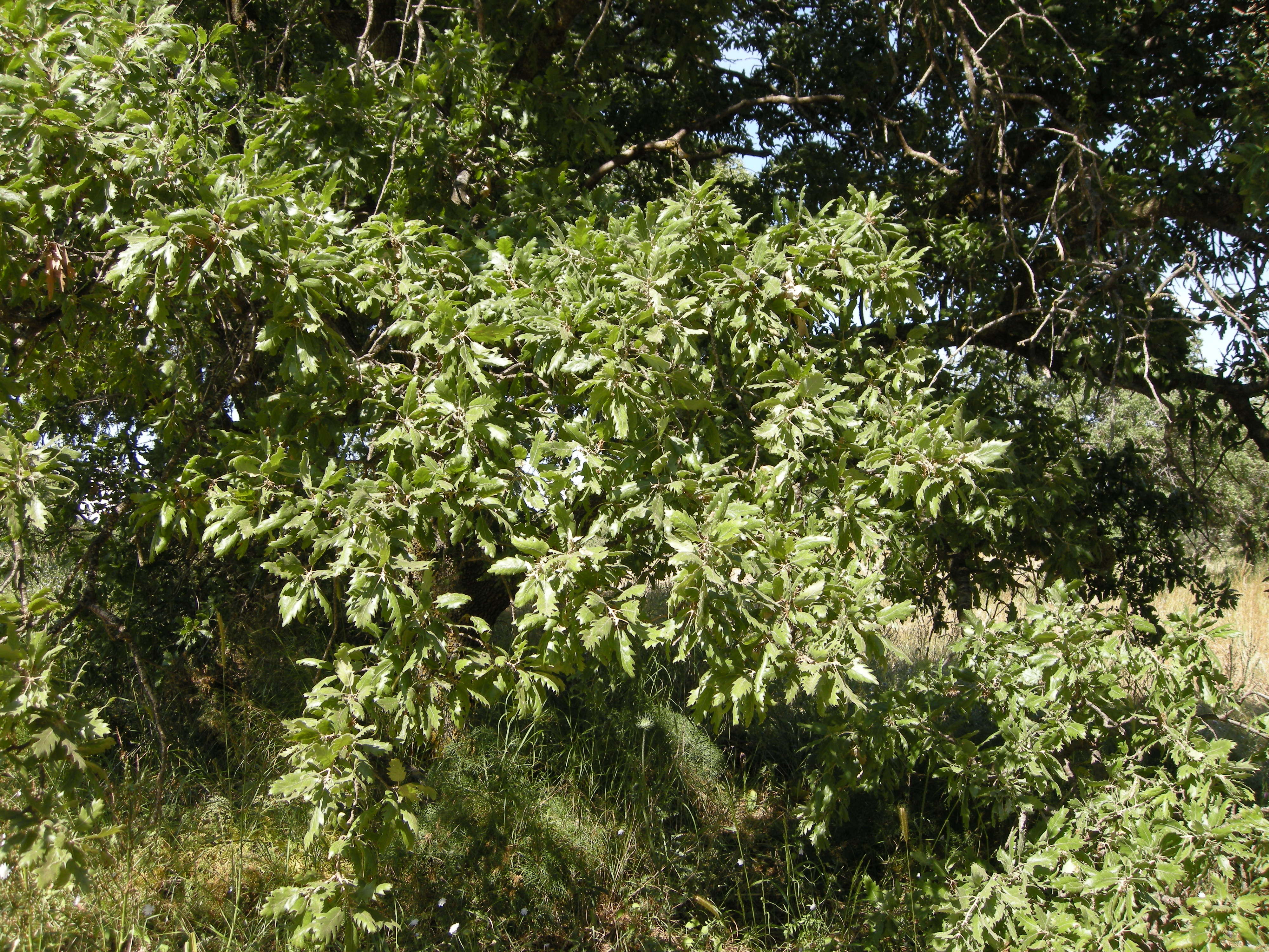 quercus_ithaburensis_macrolepis5md