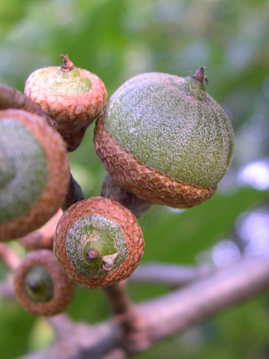 quercus_palustris3bmd