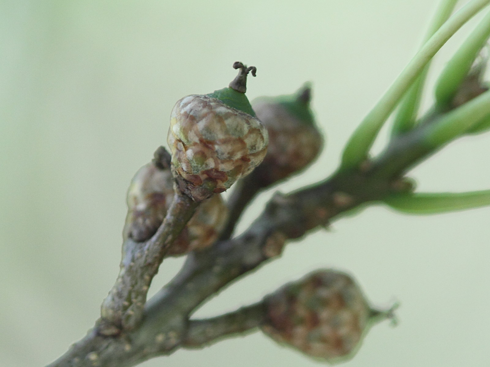 quercus_palustris5bd